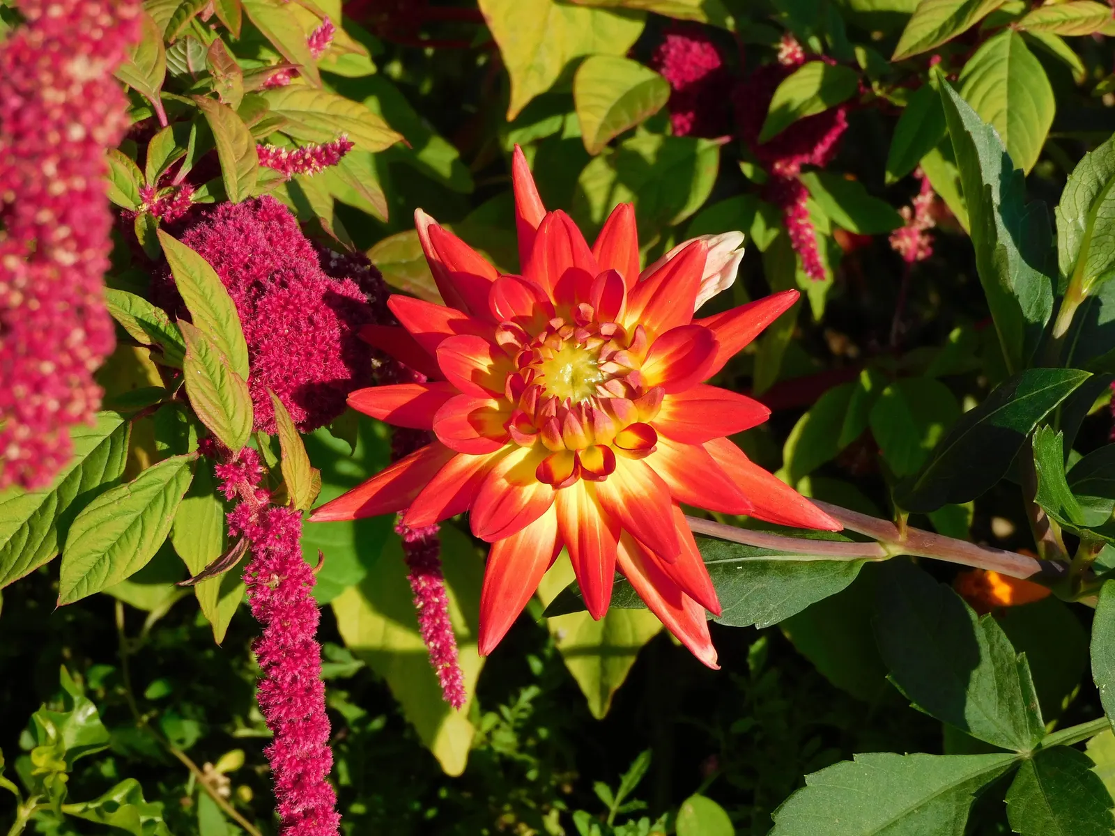 Dahlia (Dahlia 'Kelvin Floodlight') — 'Kelvin Floodlight' thrives in well-drained soil; the blooms exhibit a classic dinner-plate form, image 55