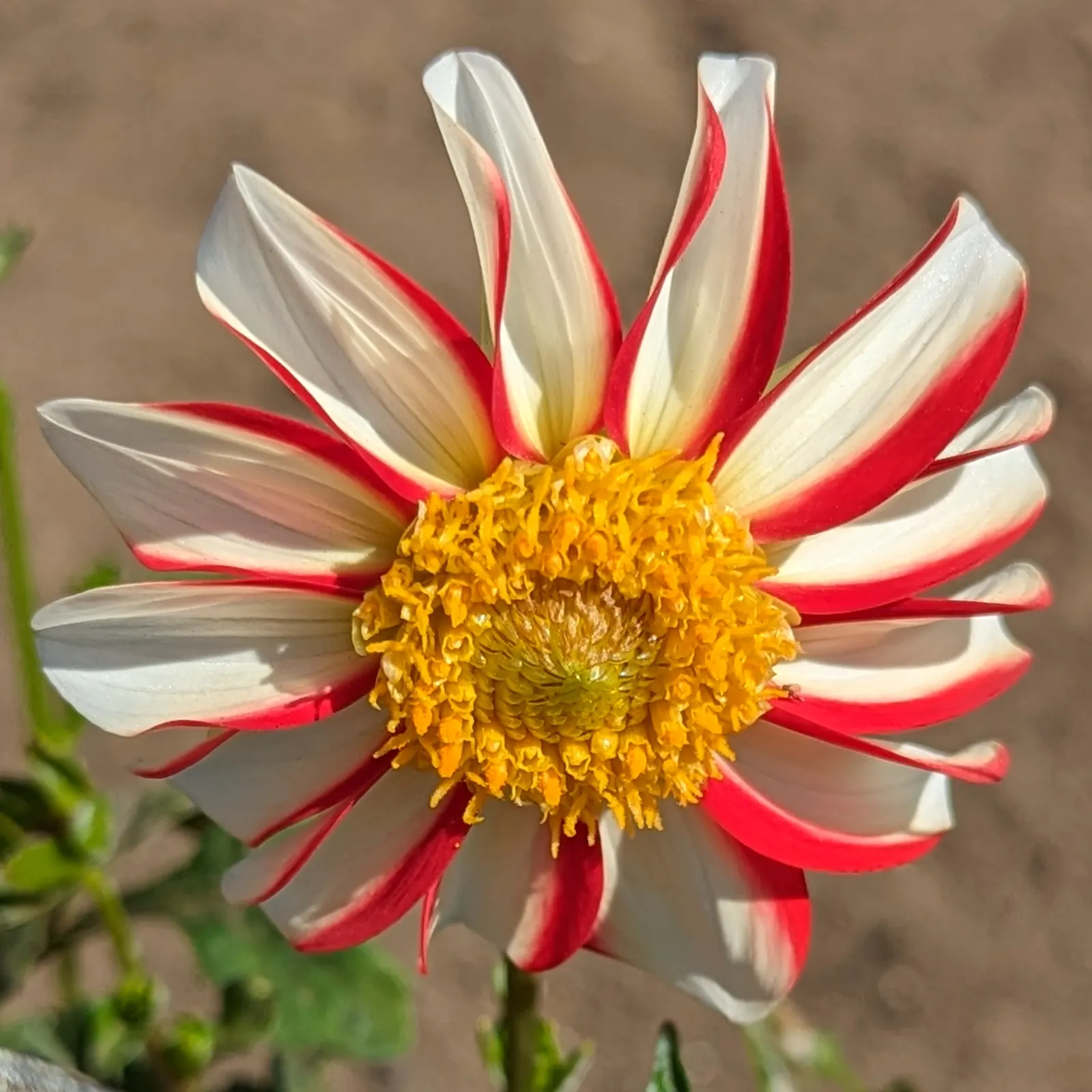 Dahlia (Dahlia 'Kelvin Floodlight') — providing a showstopping visual impact; reaching up to 10 inches in diameter, image 95