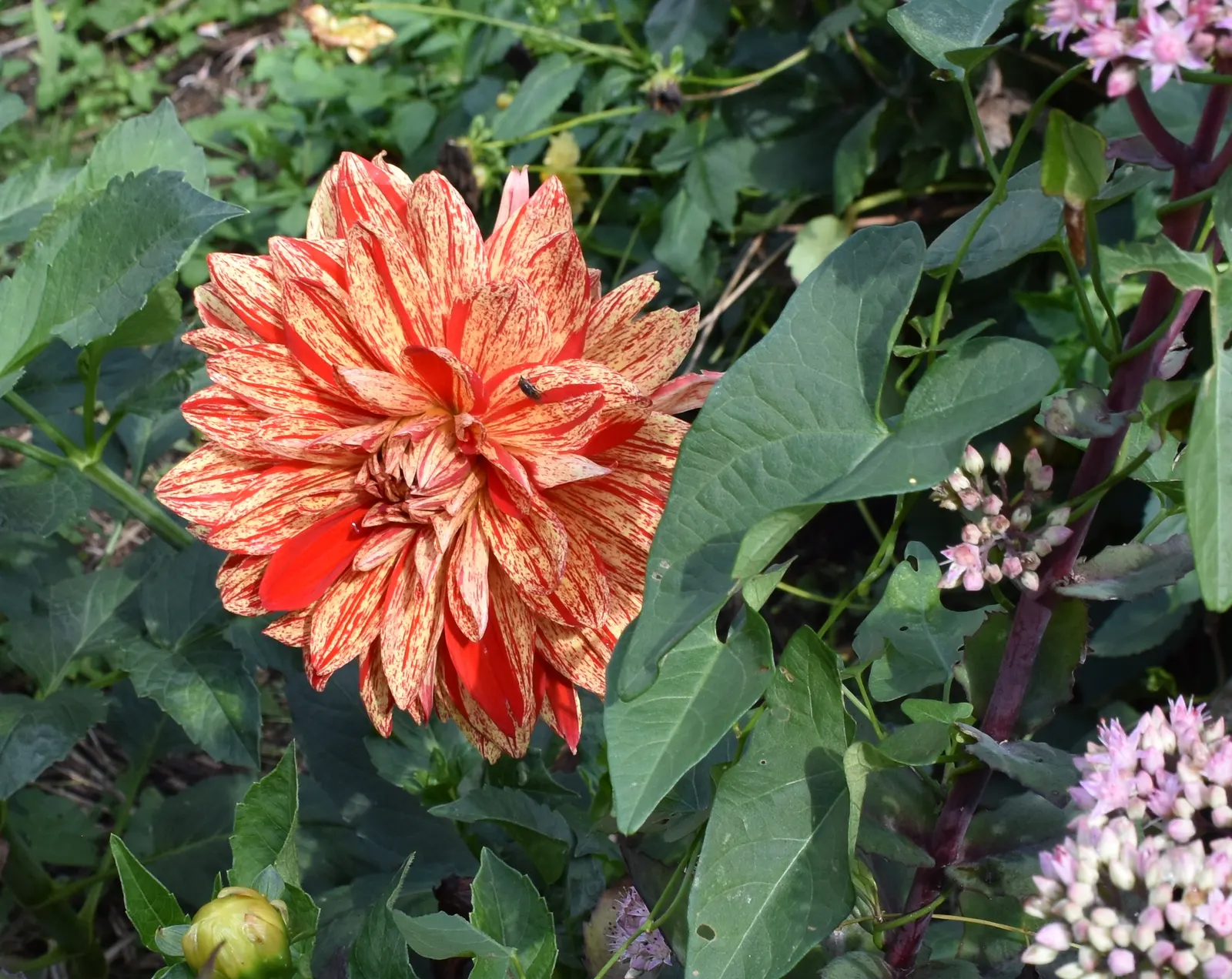 Dahlia (Dahlia 'Kelvin Floodlight') — The plant can reach a height of 36 to 48 inches with a spread of about 24 to 36 inches; especially during dry, image 56