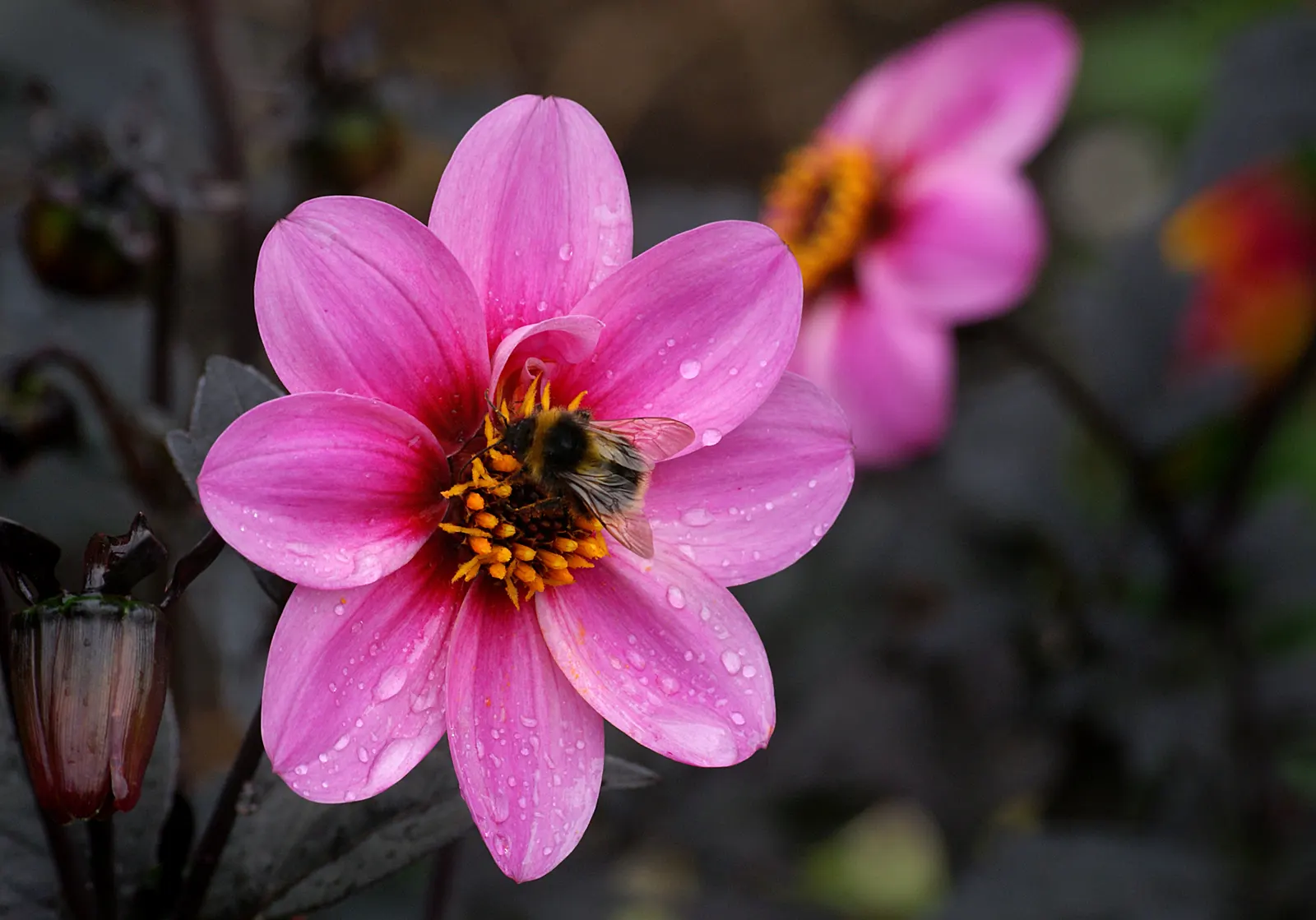 Dahlia (Dahlia 'Kelvin Floodlight') — to maintain its lush appearance.<br><br>Sturdy stakes might be necessary to support its tall stems