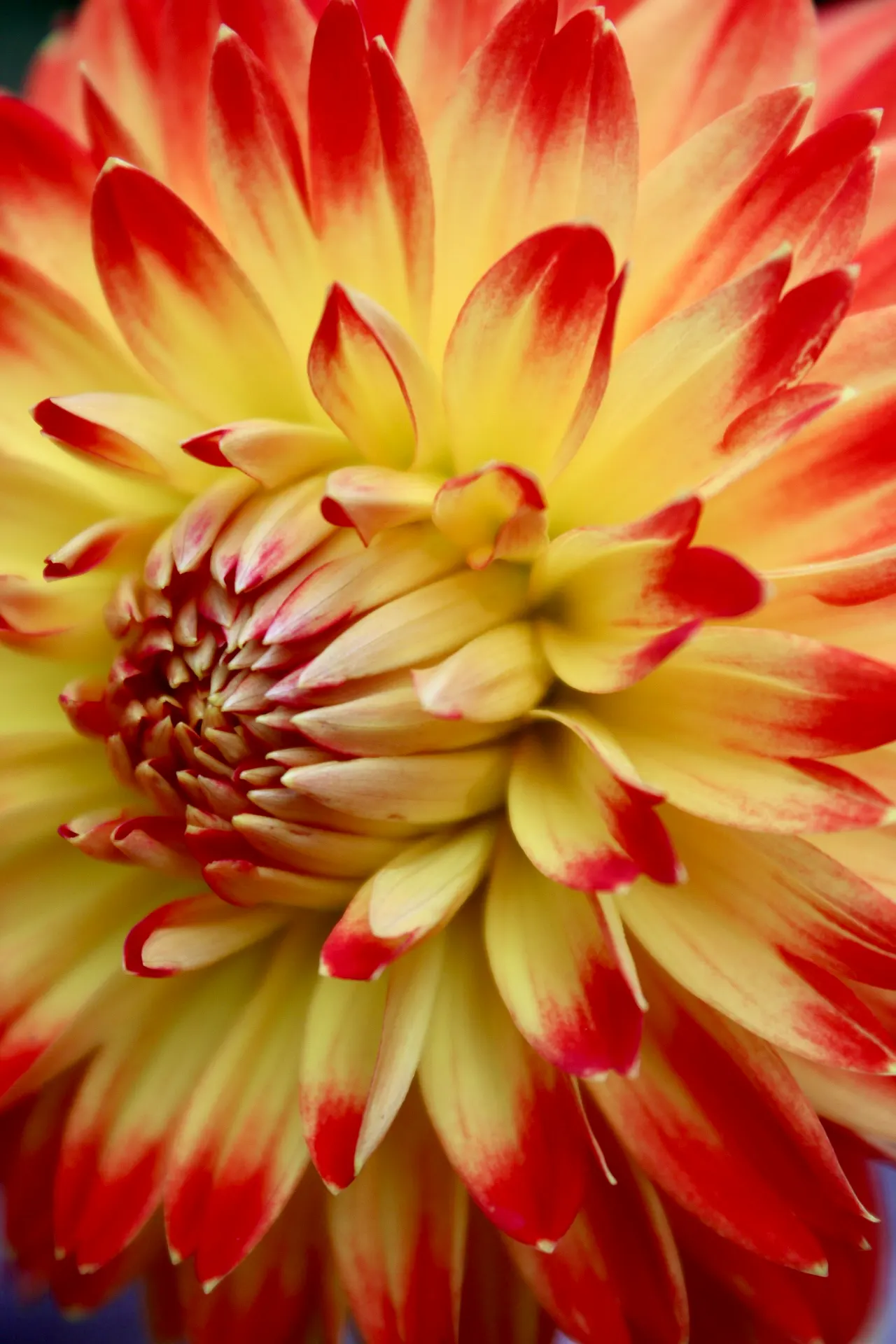 Dahlia (Dahlia 'Kelvin Floodlight') — necessitating ample space within landscape design to accommodate its robust growth; bulb for full or half, image 123