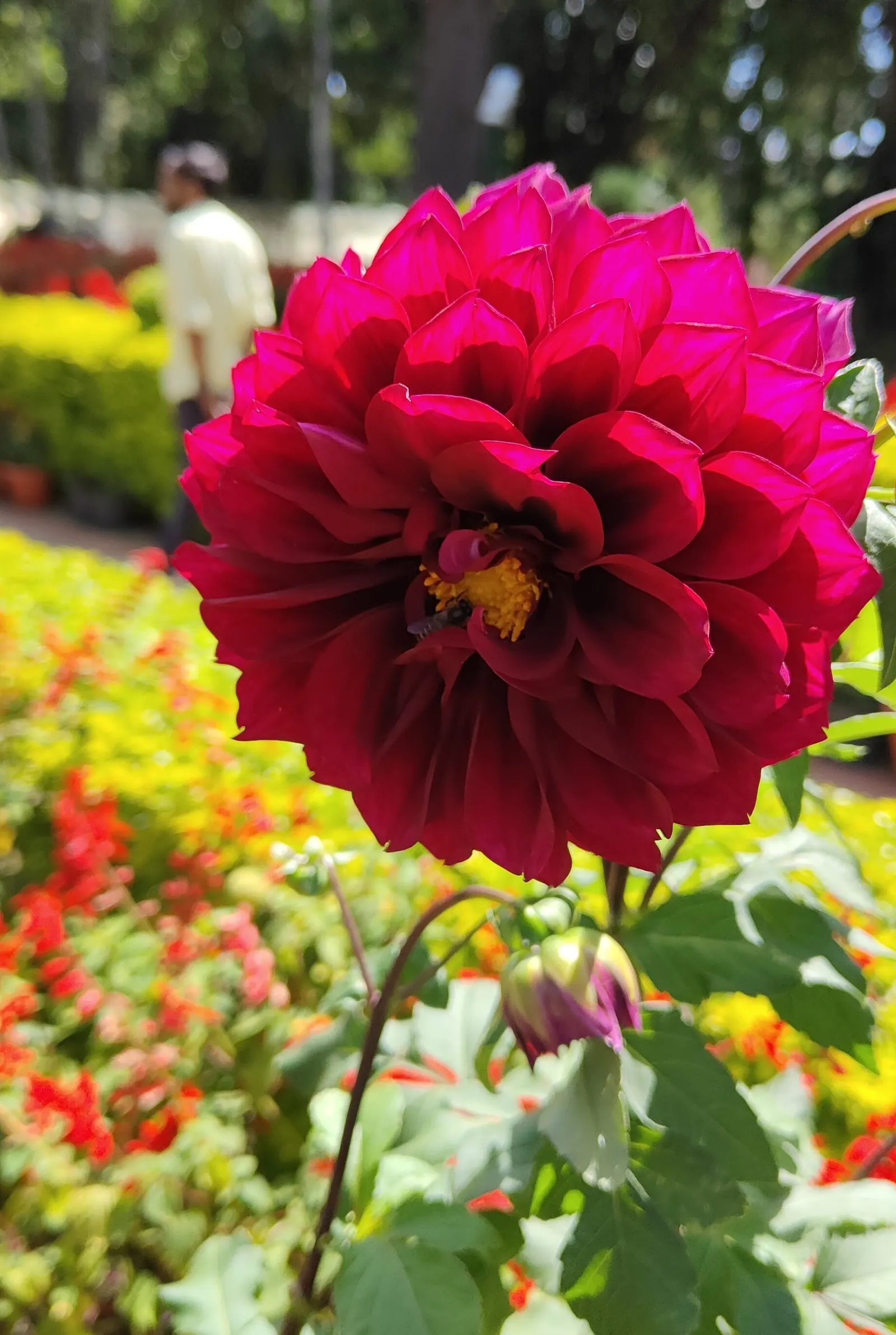 Dahlia (Dahlia 'Kelvin Floodlight') — 'Kelvin Floodlight' thrives in well-drained soil