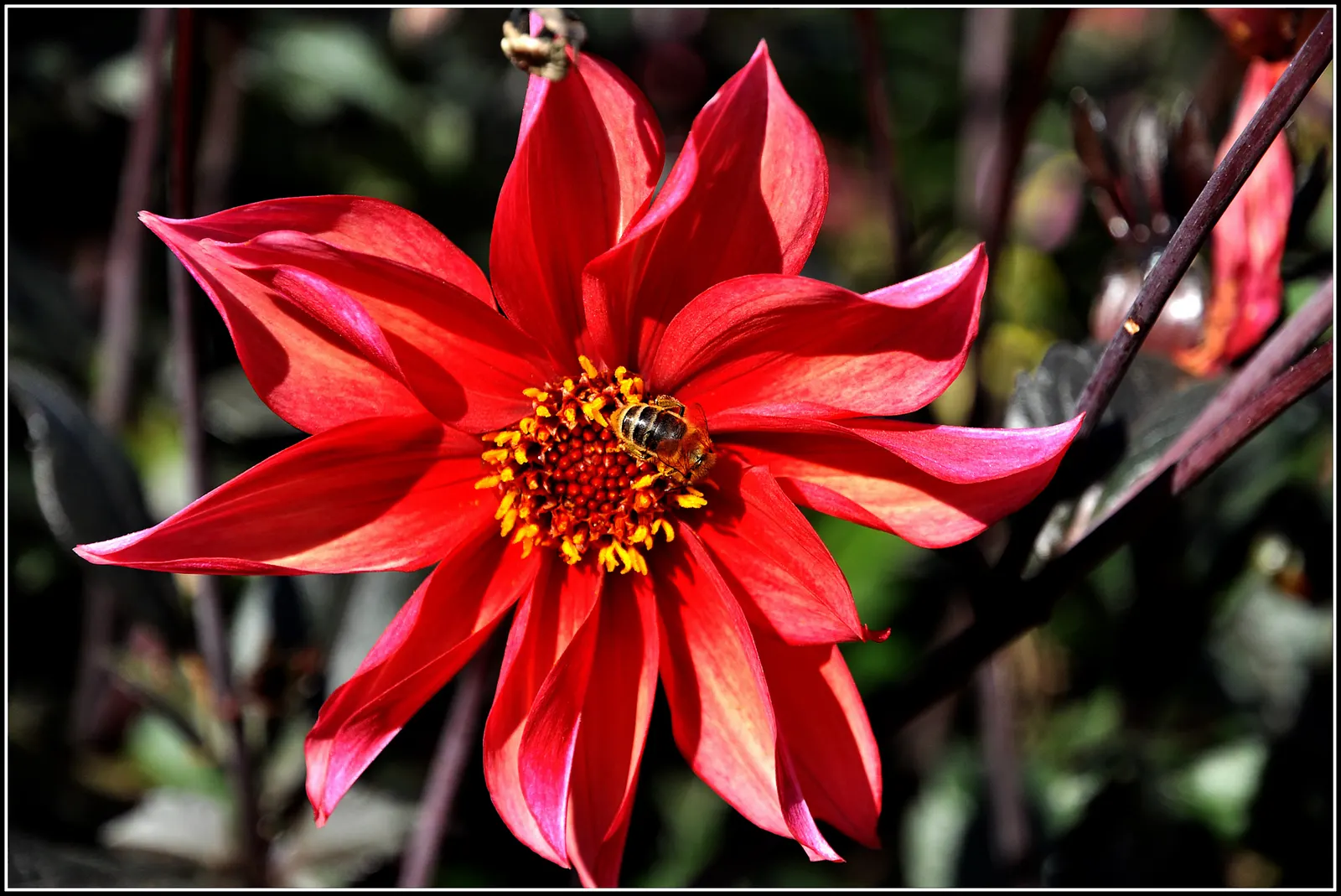 Dahlia (Dahlia 'Kelvin Floodlight') — reaching up to 10 inches in diameter