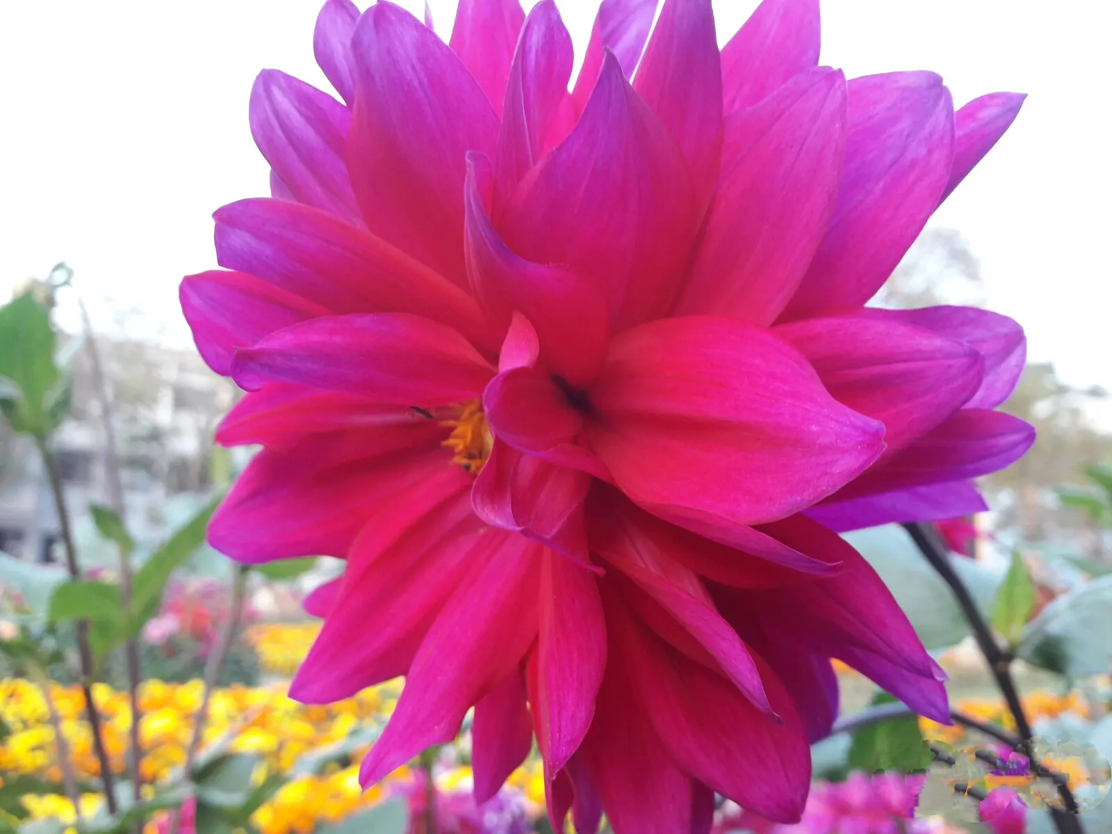 Dahlia (Dahlia 'Kelvin Floodlight') — The blooms exhibit a classic dinner-plate form; making them a favorite for both garden displays and cut flower