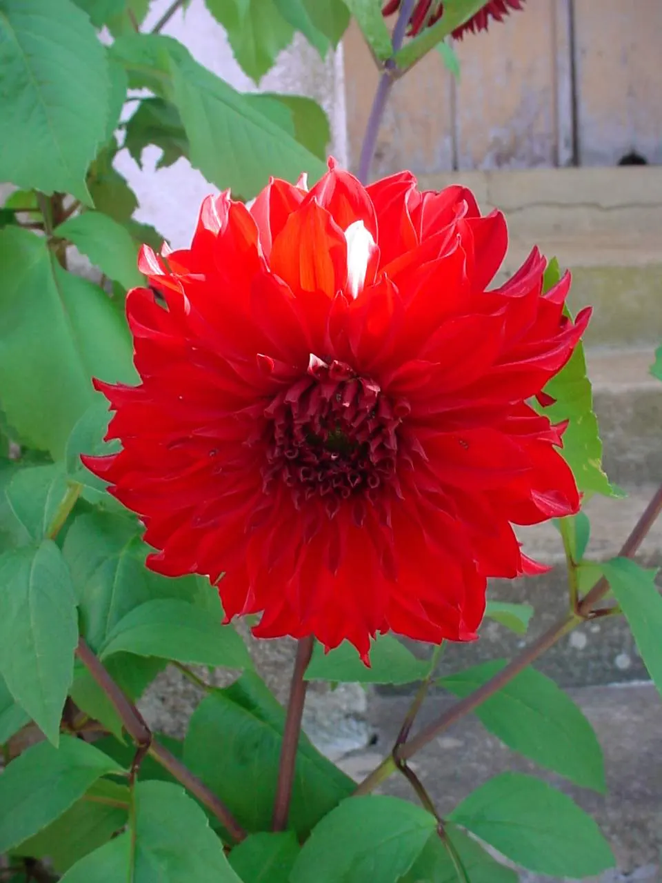 Dahlia (Dahlia 'Kelvin Floodlight') — yellow flowers in the garden; it stands tall at about 36-48 inches with a spread of up to 24 inches, image 108