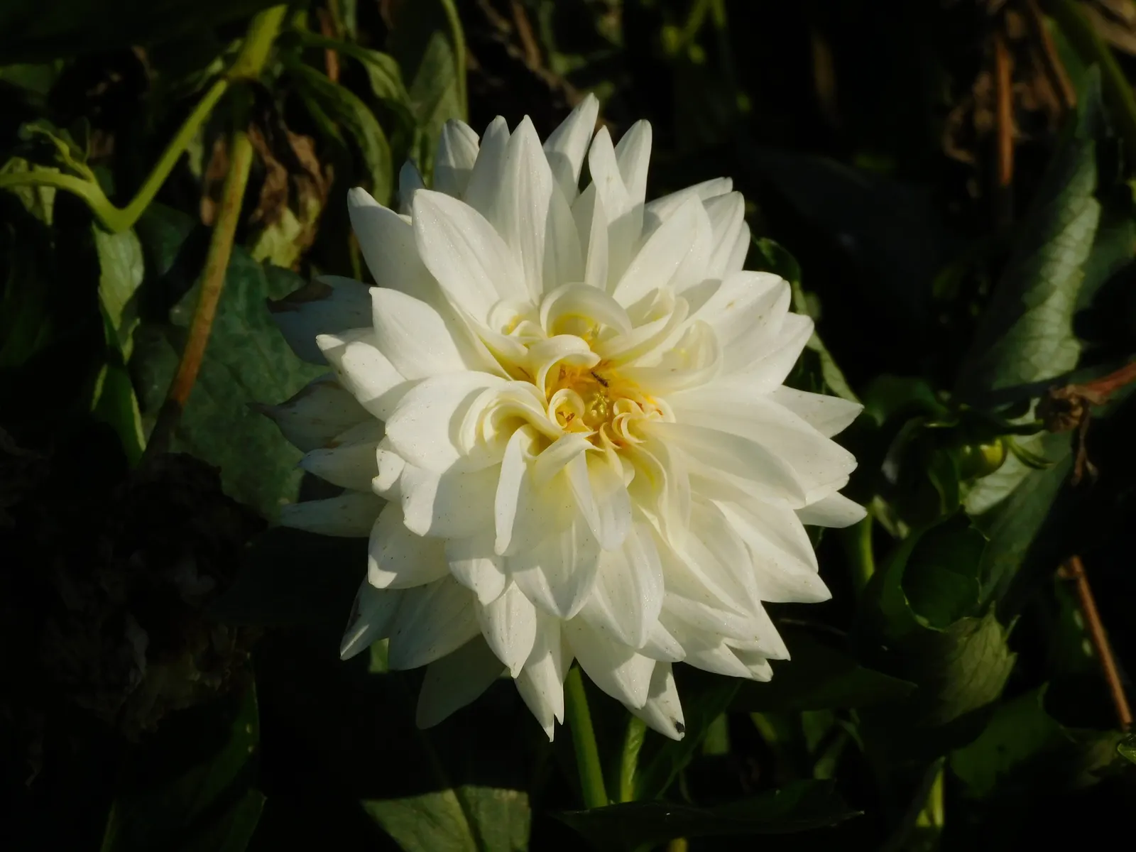 Dahlia (Dahlia 'Kelvin Floodlight') — providing a showstopping visual impact; reaching up to 10 inches in diameter, image 51