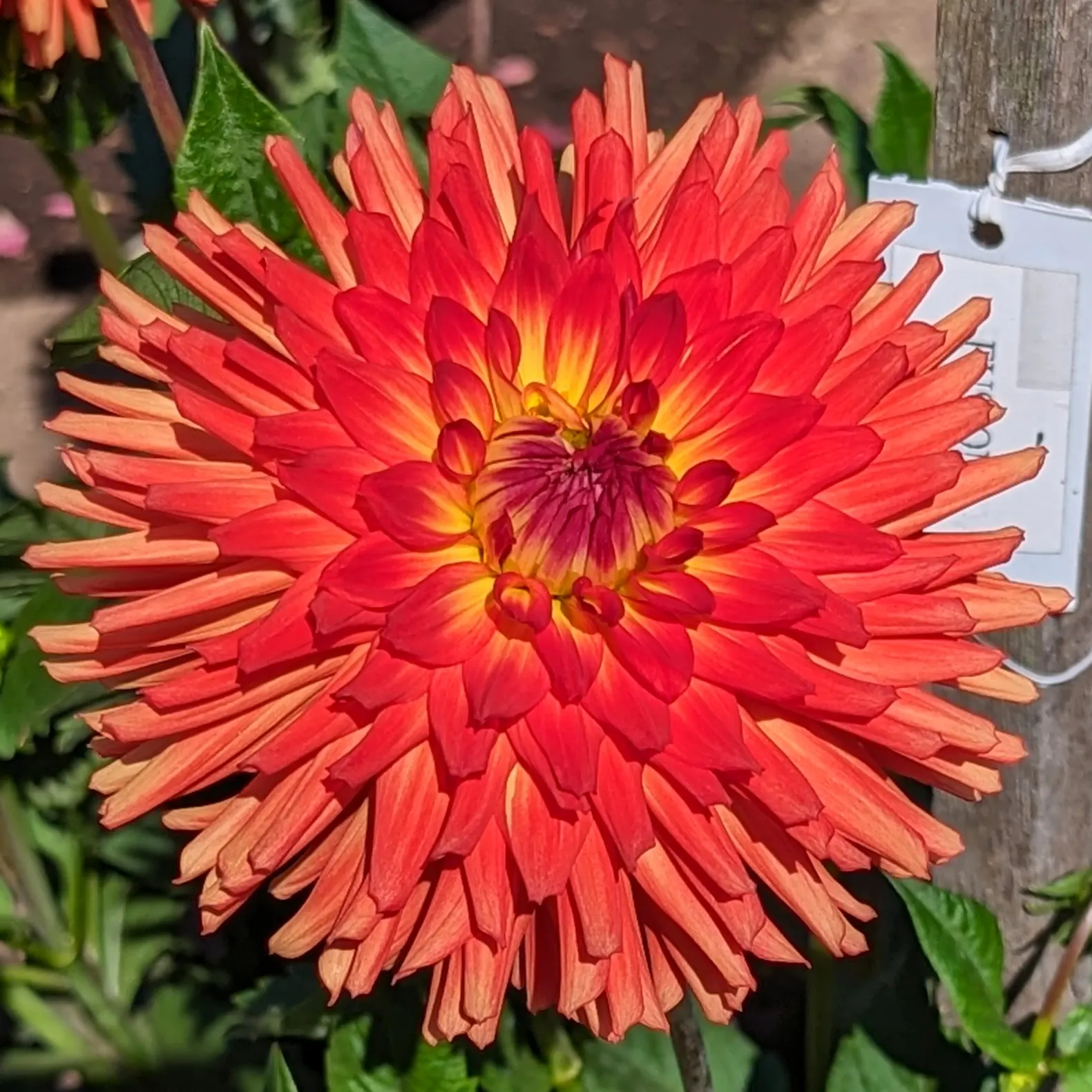 Dahlia (Dahlia 'Kelvin Floodlight') — necessitating ample space within landscape design to accommodate its robust growth; bulb for full or half