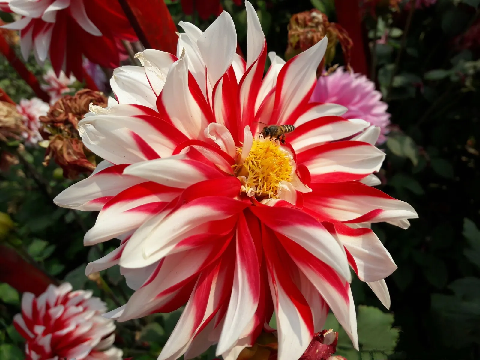 Dahlia (Dahlia 'Kelvin Floodlight') — This cultivar is generally hardy in USDA Hardiness Zones 8-11; necessitating ample space within landscape design to