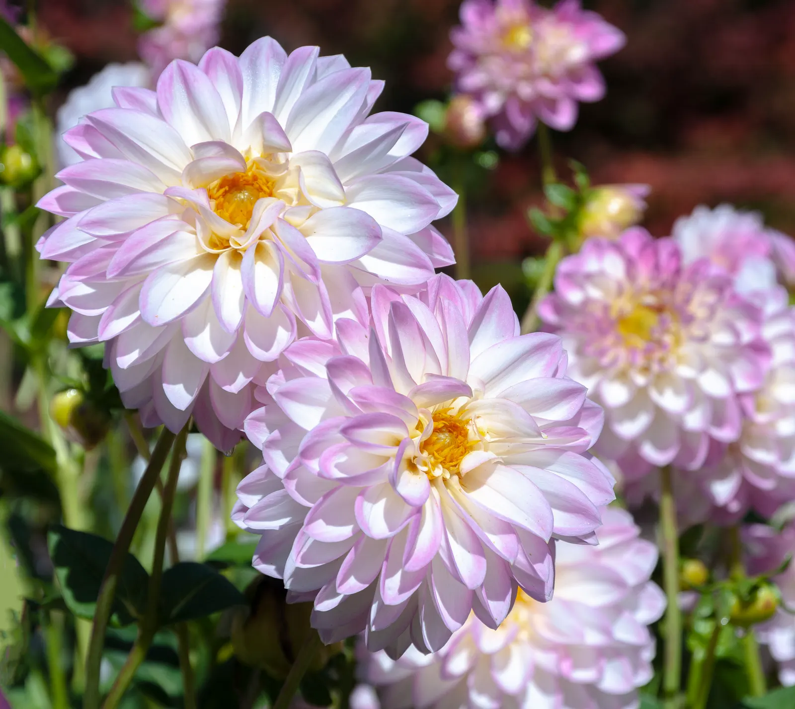 Dahlia (Dahlia 'Kelvin Floodlight') — 'Kelvin Floodlight' thrives in well-drained soil; the blooms exhibit a classic dinner-plate form, image 121