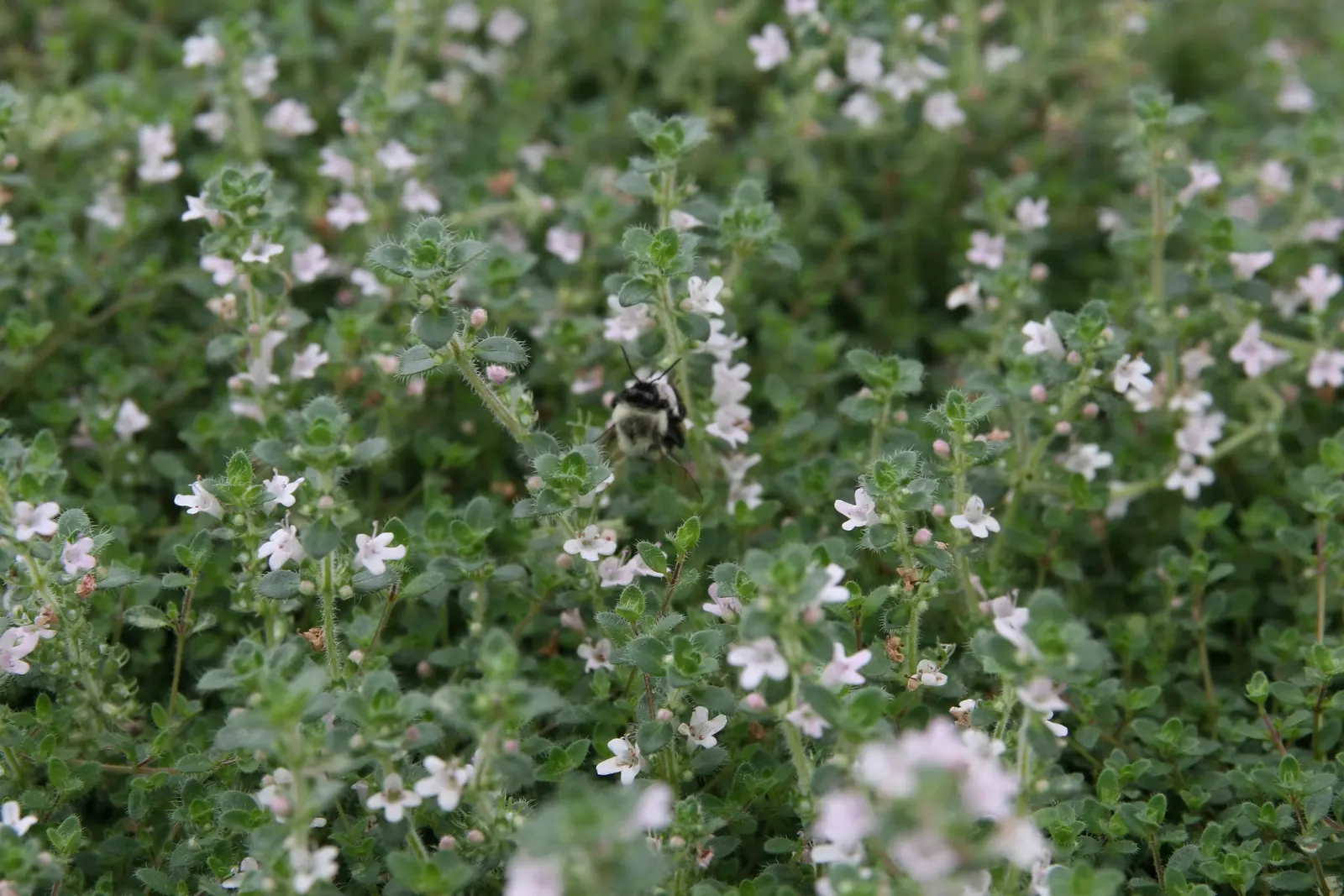 Pink Chintz Thyme (Thymus 'Pink Chintz') — This drought-tolerant groundcover thrives in full sun and well-drained soil