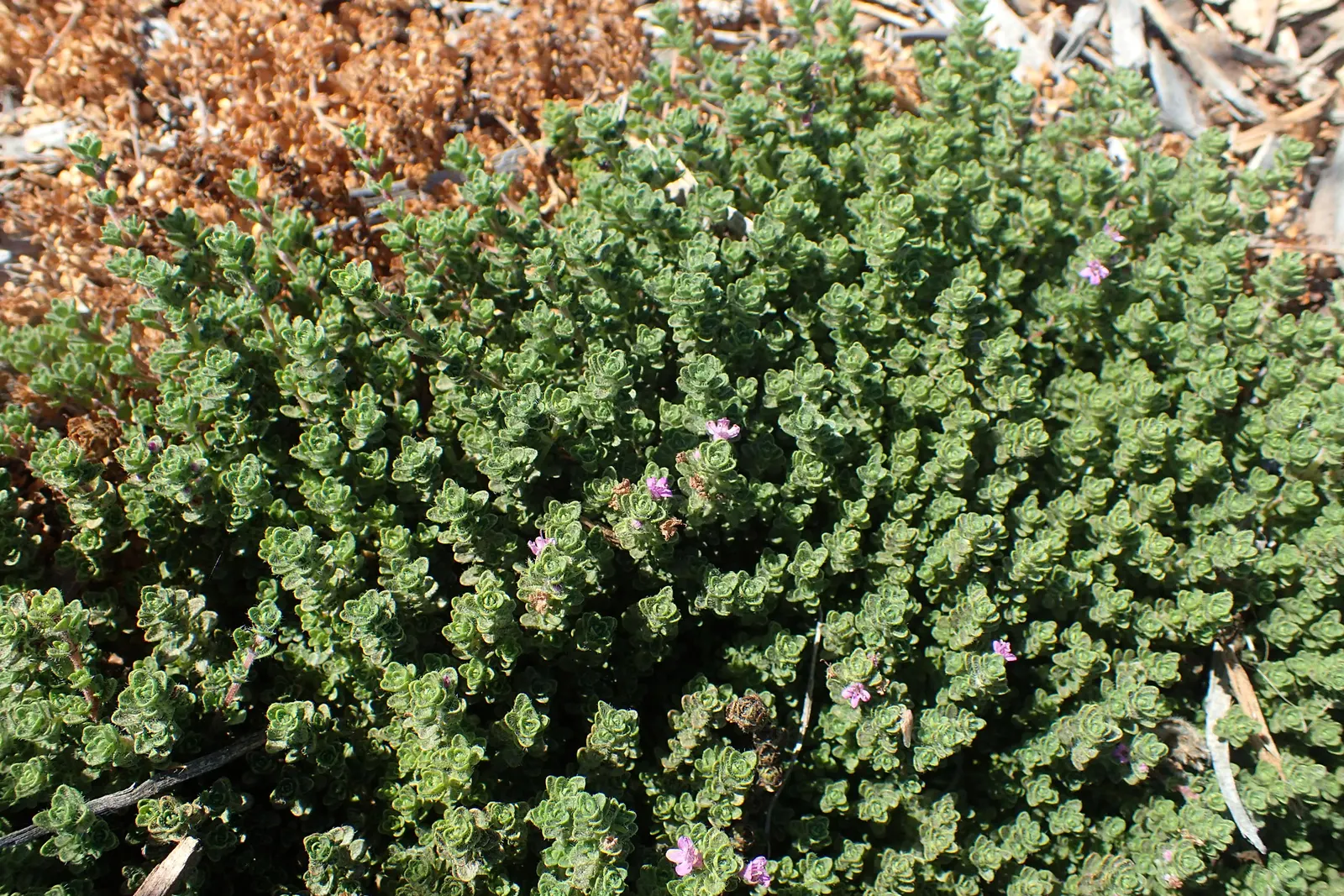Pink Chintz Thyme (Thymus 'Pink Chintz') — and as a lawn alternative
