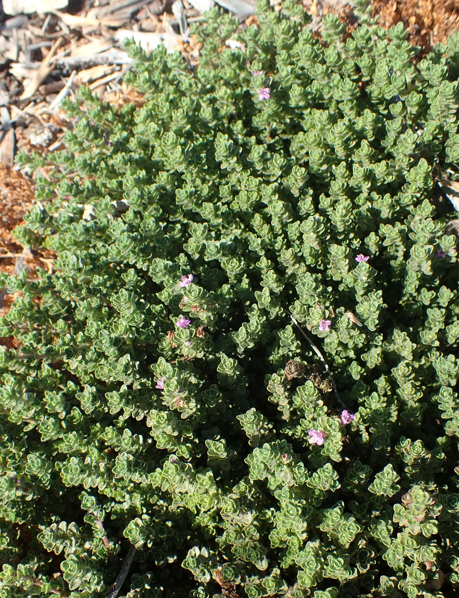 Pink Chintz Thyme (Thymus 'Pink Chintz') — Hardy in zones 4-9, it's also deer-resistant and emits a pleasant aroma when tread upon