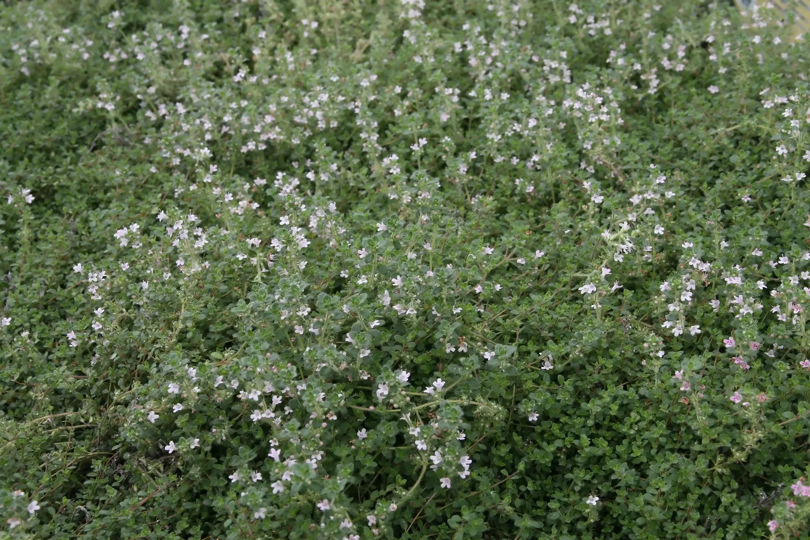 Pink Chintz Thyme (Thymus 'Pink Chintz') — It exhibits woolly, oval foliage and blooms with salmon-pink flowers in early spring, inviting pollinators