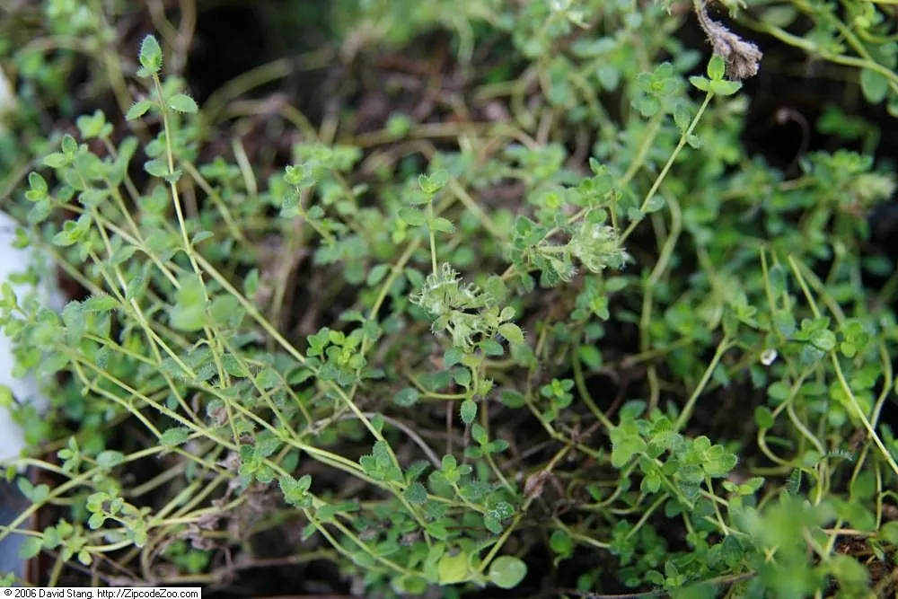 Pink Chintz Thyme (Thymus 'Pink Chintz') — reaching heights of 1-2 inches and spreading 12-18 inches