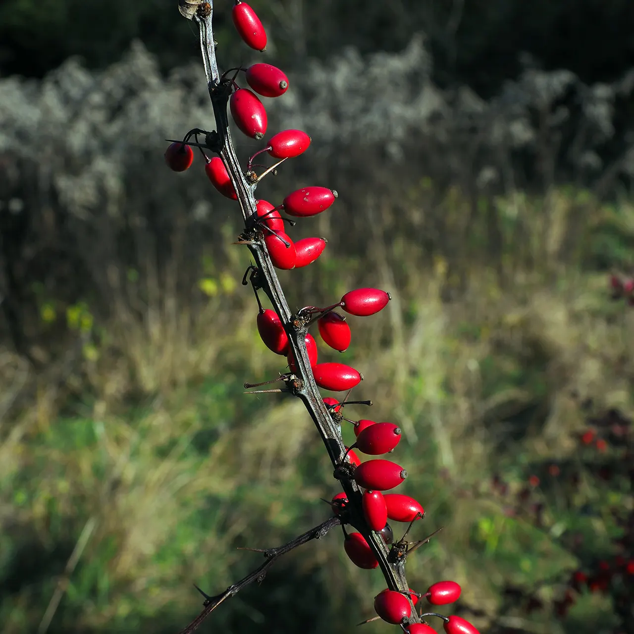 Japanese Barberry (Berberis Thunbergii) — oval-shaped green leaves that turn crimson in fall