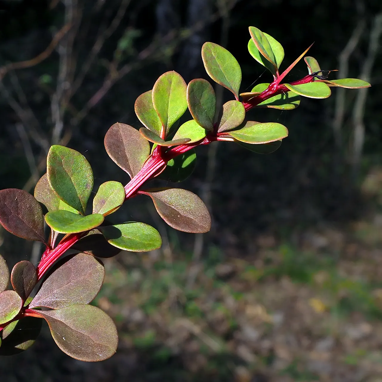 Japanese Barberry (Berberis Thunbergii) — Japanese Barberry (Berberis thunbergii) is a deciduous shrub thriving in USDA zones 4-8