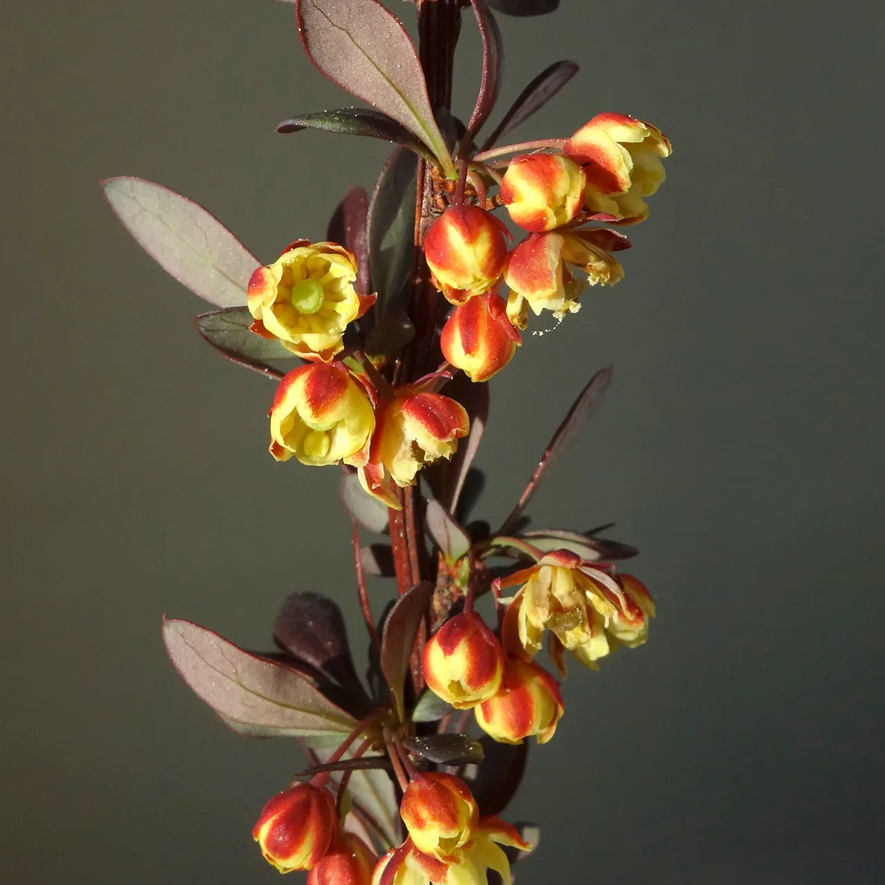 Japanese Barberry (Berberis Thunbergii) — noted for its vibrant red berries and thorny branches