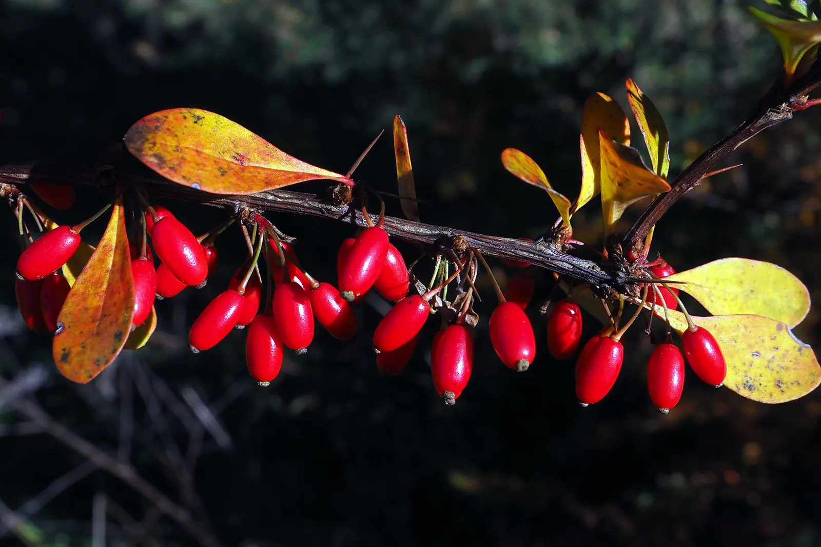 Japanese Barberry (Berberis Thunbergii) — Typically reaching 4-6 feet in height and width