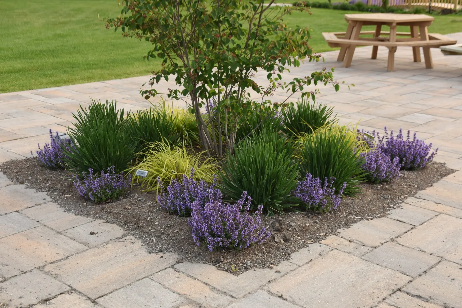 'Cat's Pajamas' Catmint (Nepeta hybrid) — Indigo blue flowers are produced all the way from the soil to the tips; providing an intense splash of color when
