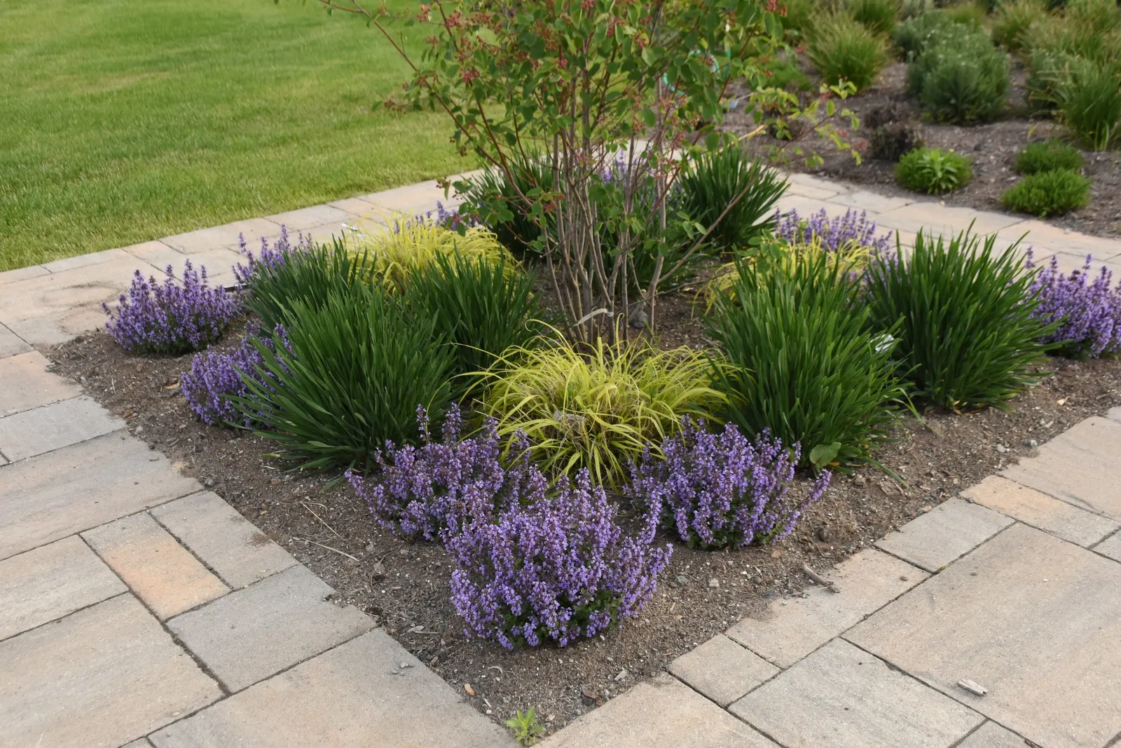 'Cat's Pajamas' Catmint (Nepeta hybrid) — Indigo blue flowers are produced all the way from the soil to the tips; providing an intense splash of, image 24