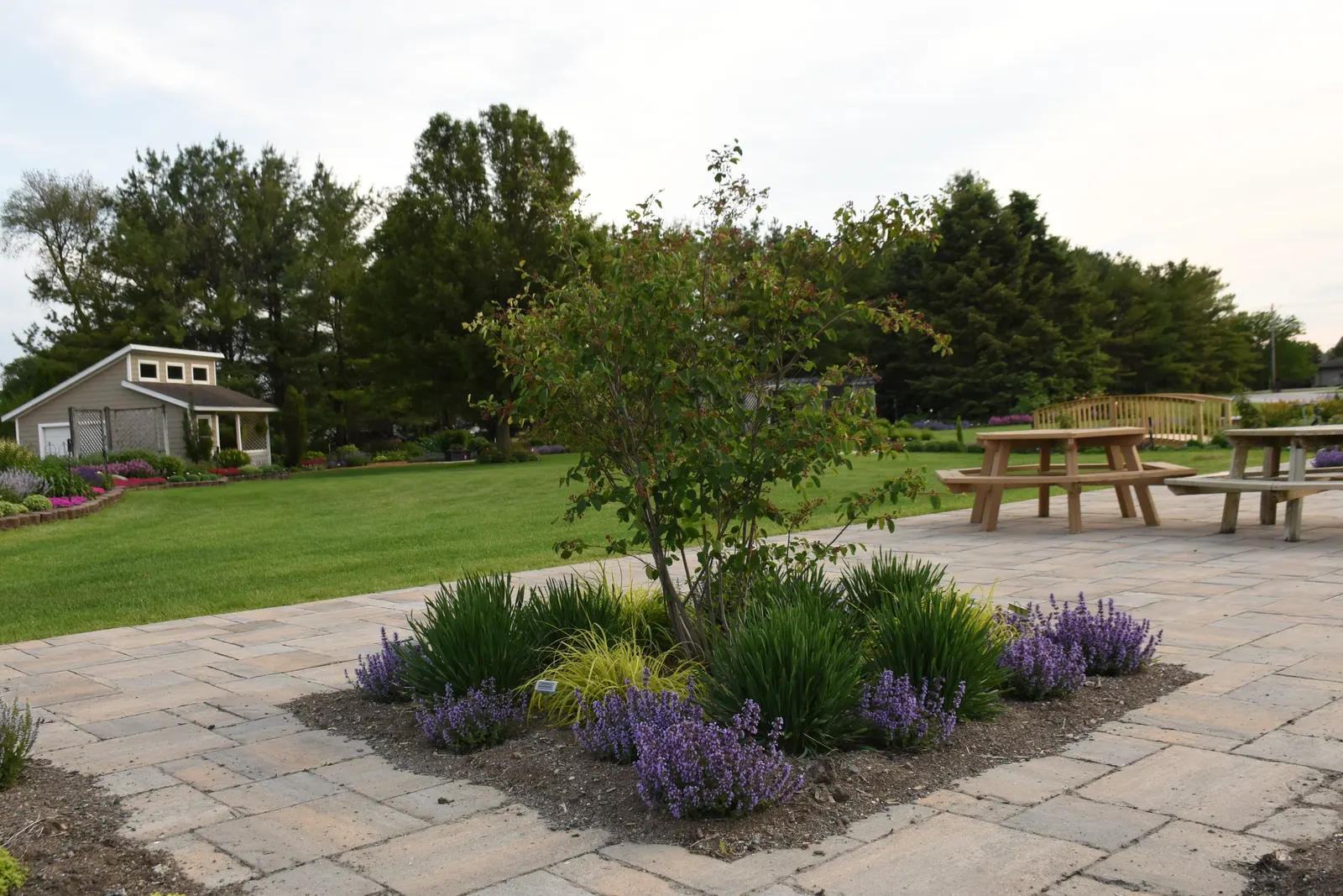 'Cat's Pajamas' Catmint (Nepeta hybrid) — Rosy purple calyxes of Cat's Pajamas catmint extend the color when the blooms are past peak.; this long blooming