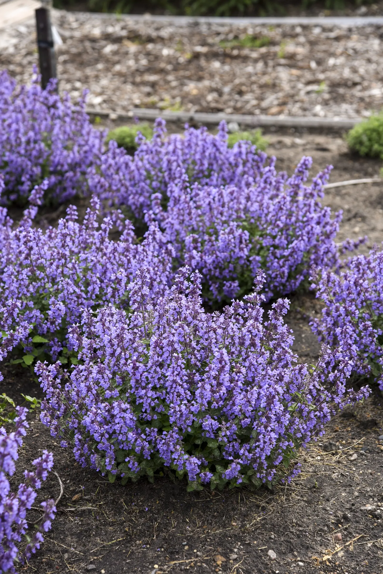 'Cat's Pajamas' Catmint (Nepeta hybrid) — providing an intense splash of color when it’s in bloom; information and resources, image 25