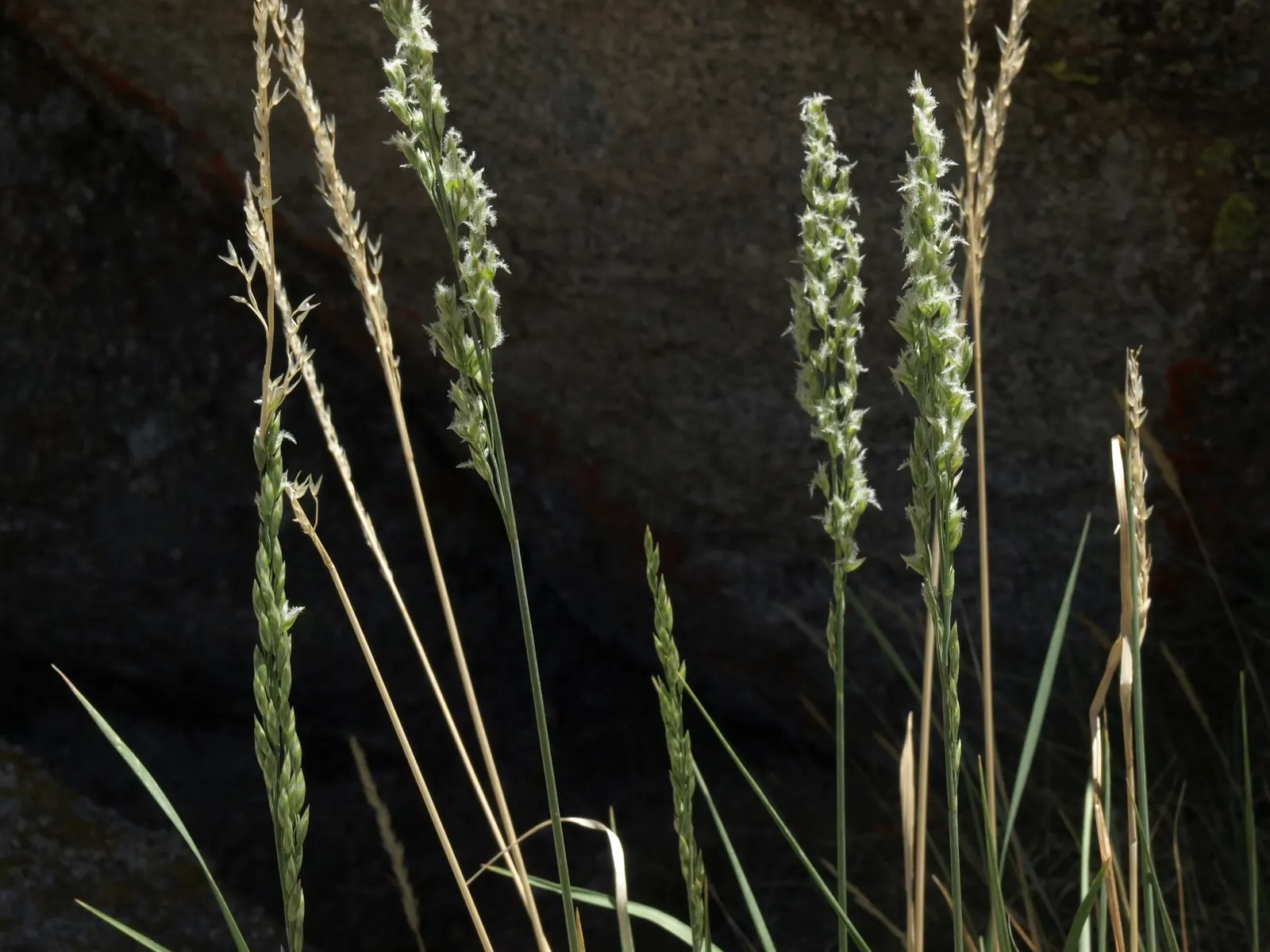 California Fescue (Festuca Californica) — Informing your client about this native grass will highlight its beauty
