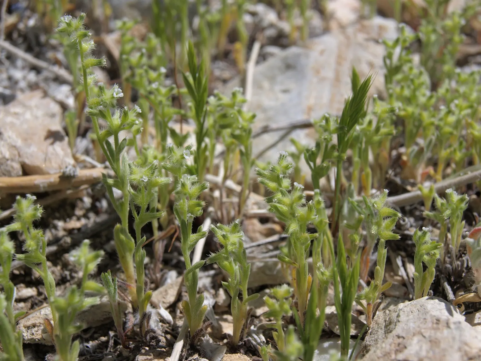 California Fescue (Festuca Californica) — preferring well-draining soils but is quite forgiving once established