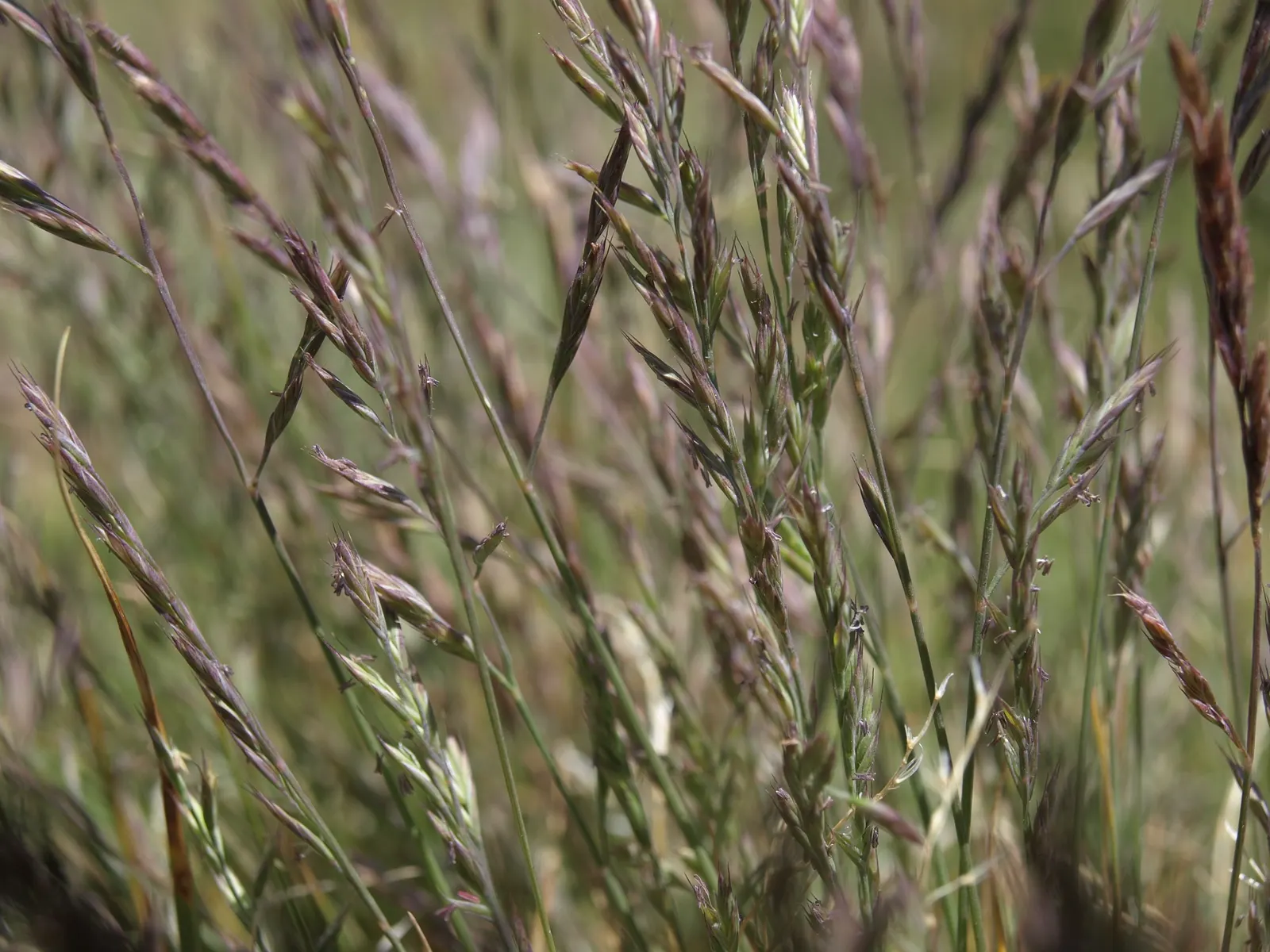 California Fescue (Festuca Californica) — and it serves as a habitat for native fauna