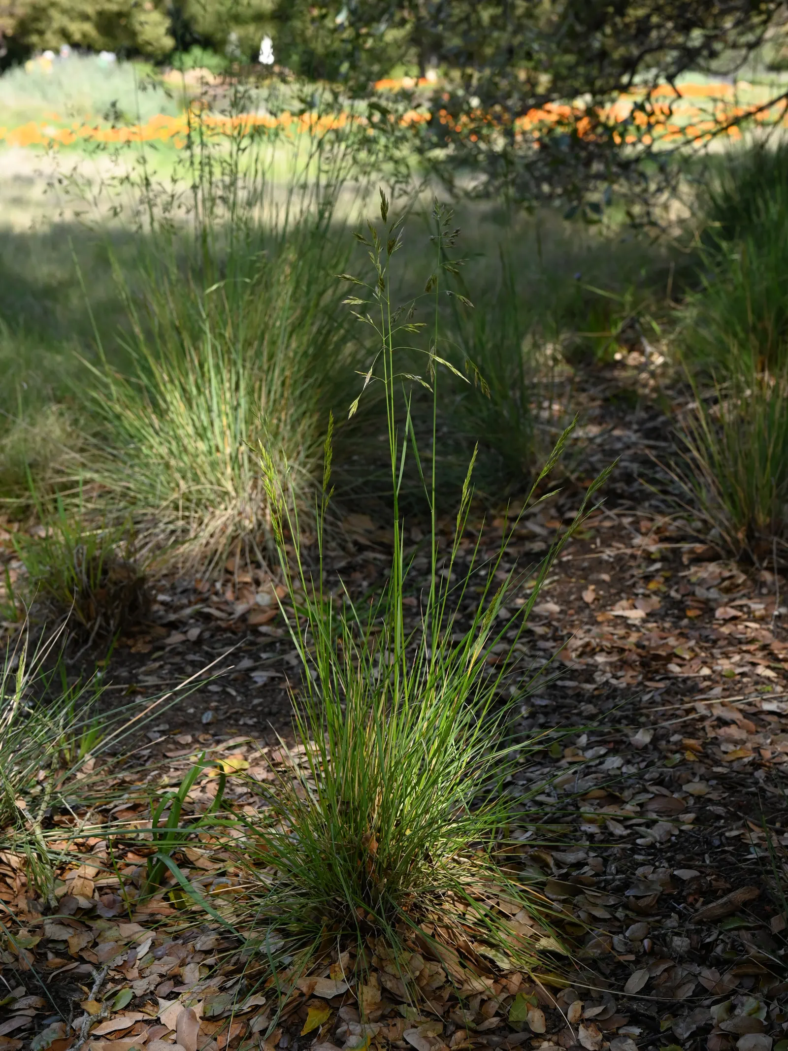 California Fescue (Festuca Californica) — you'll appreciate Festuca californica for its adaptability and low maintenance