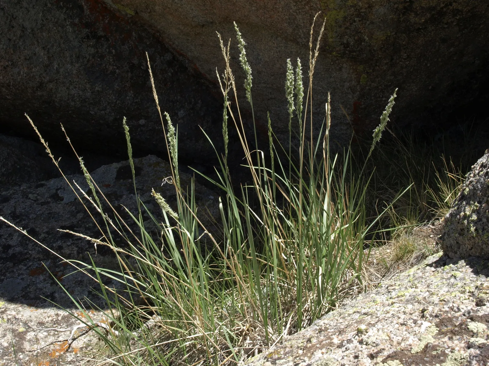 California Fescue (Festuca Californica) — including beneficial insects and birds.<br><br>When incorporating Festuca californica into a garden design