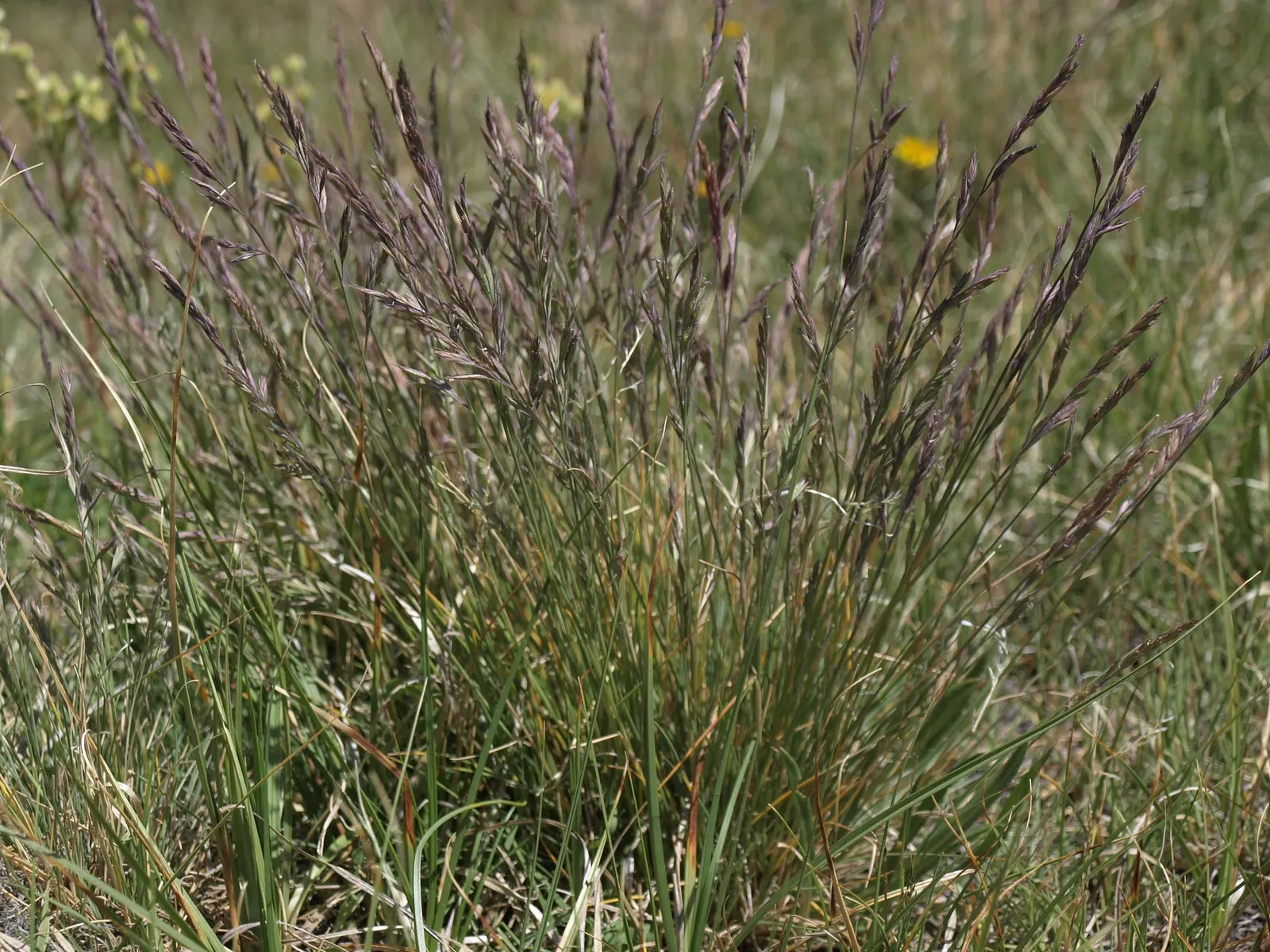 California Fescue (Festuca Californica) — which means it can provide year-round interest in the landscape