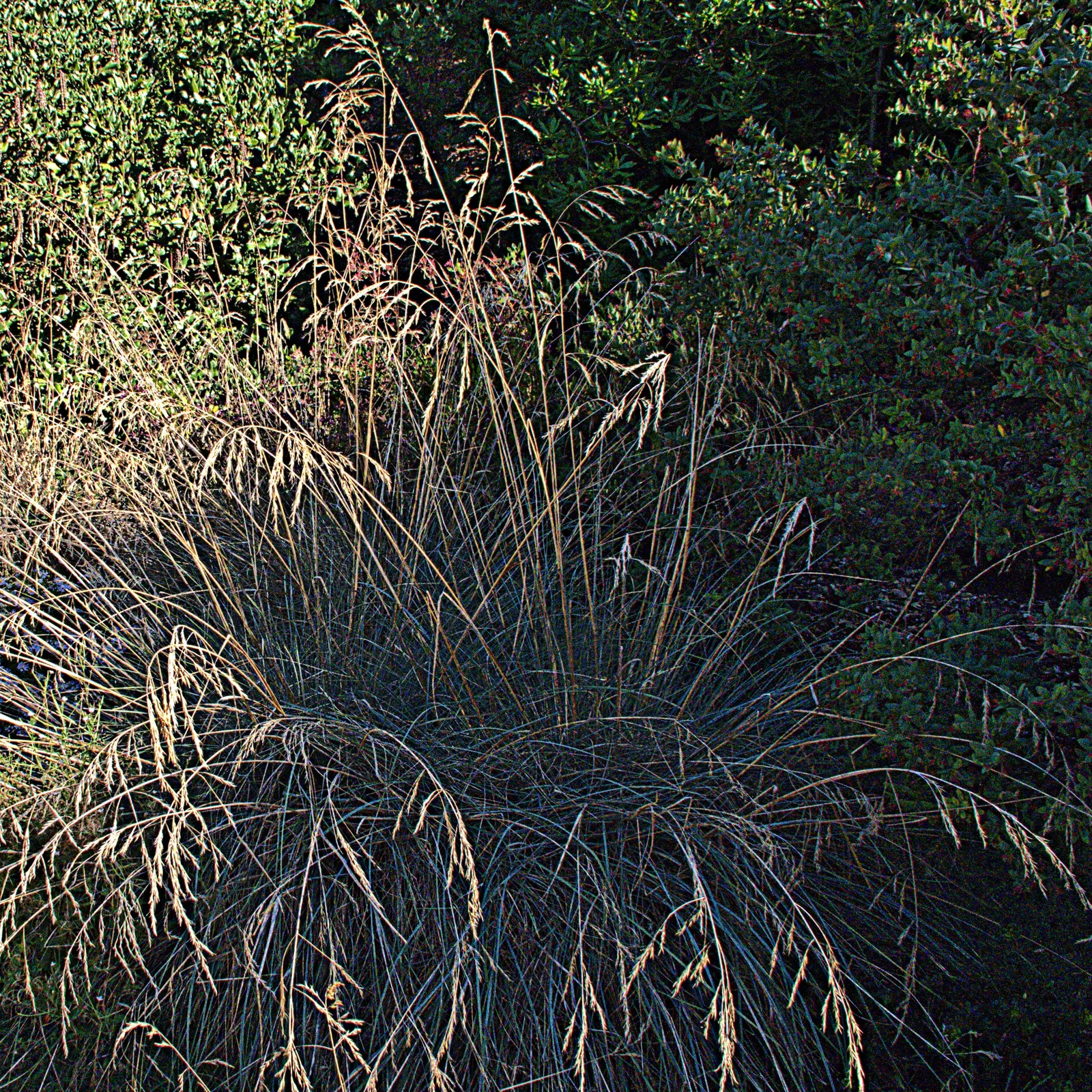 California Fescue (Festuca Californica) — tolerating dry conditions