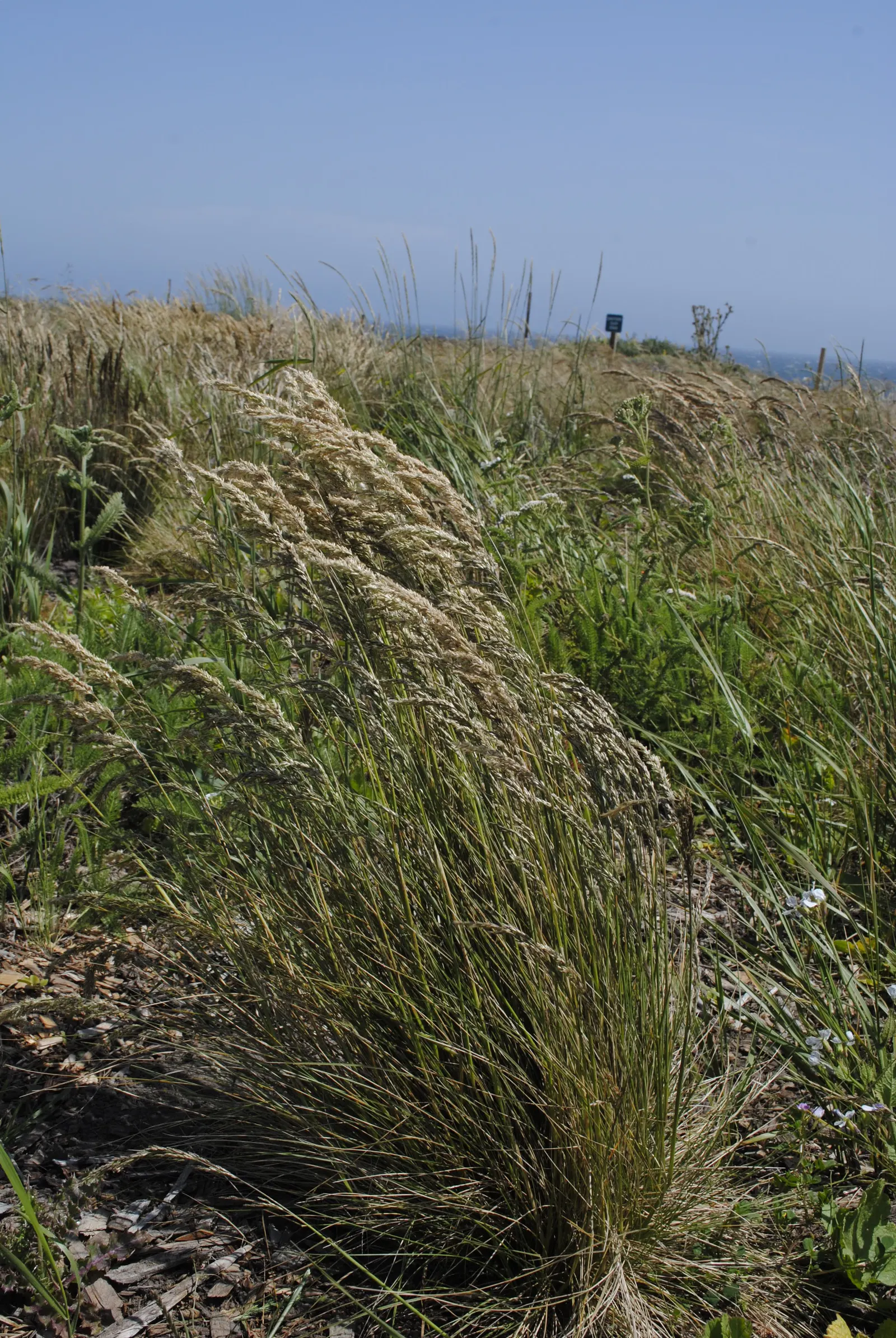 California Fescue (Festuca Californica) — California Fescue typically reaches a height of 2 to 3 feet and can spread about the same in width