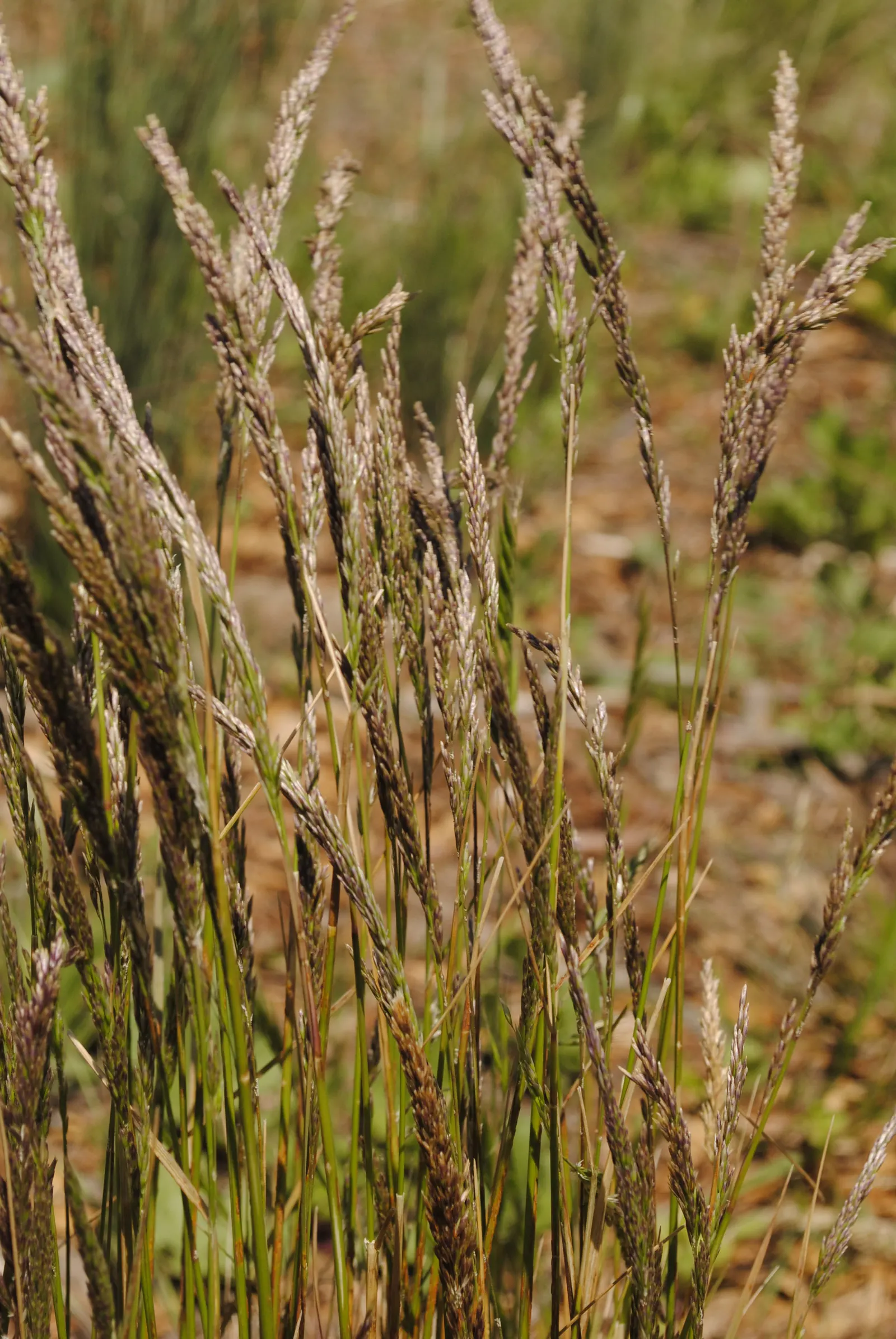 California Fescue (Festuca Californica) — is a versatile and drought-tolerant grass native to the rolling hills and open woods of California