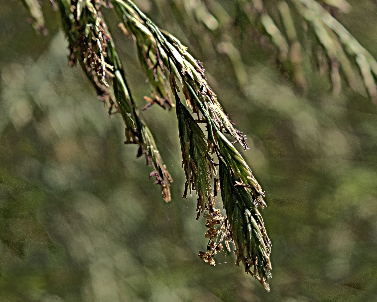 California Fescue (Festuca Californica) — commonly referred to as California Fescue