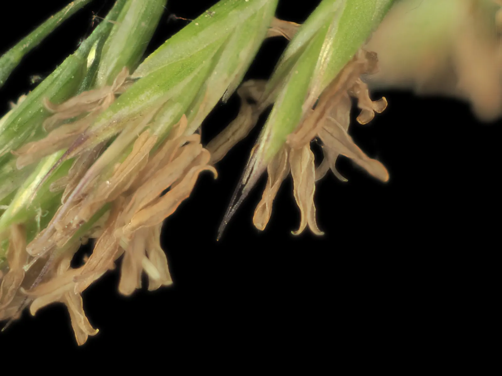 California Fescue (Festuca Californica) — Deer-resistant, it attracts birds while requiring minimal maintenance