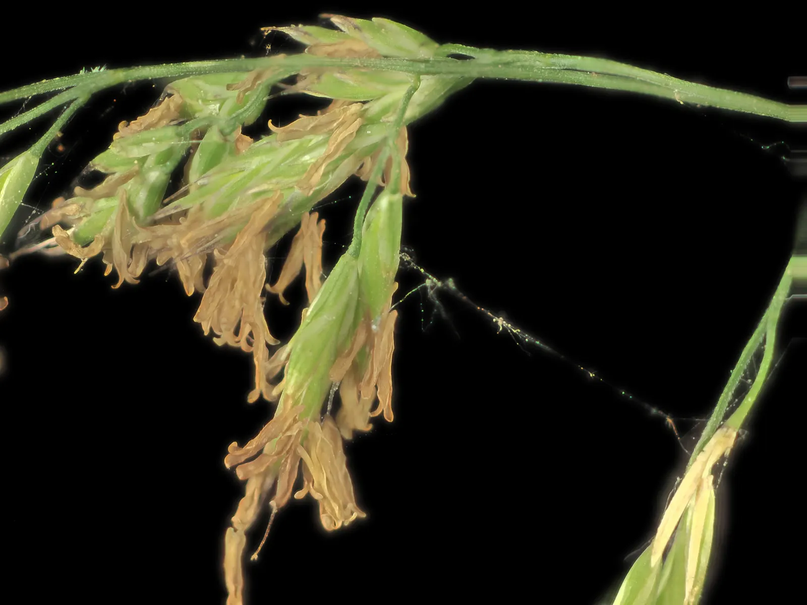 California Fescue (Festuca Californica) — California Fescue (Festuca californica) is an evergreen, clumping ornamental grass, thriving in zones 8-10