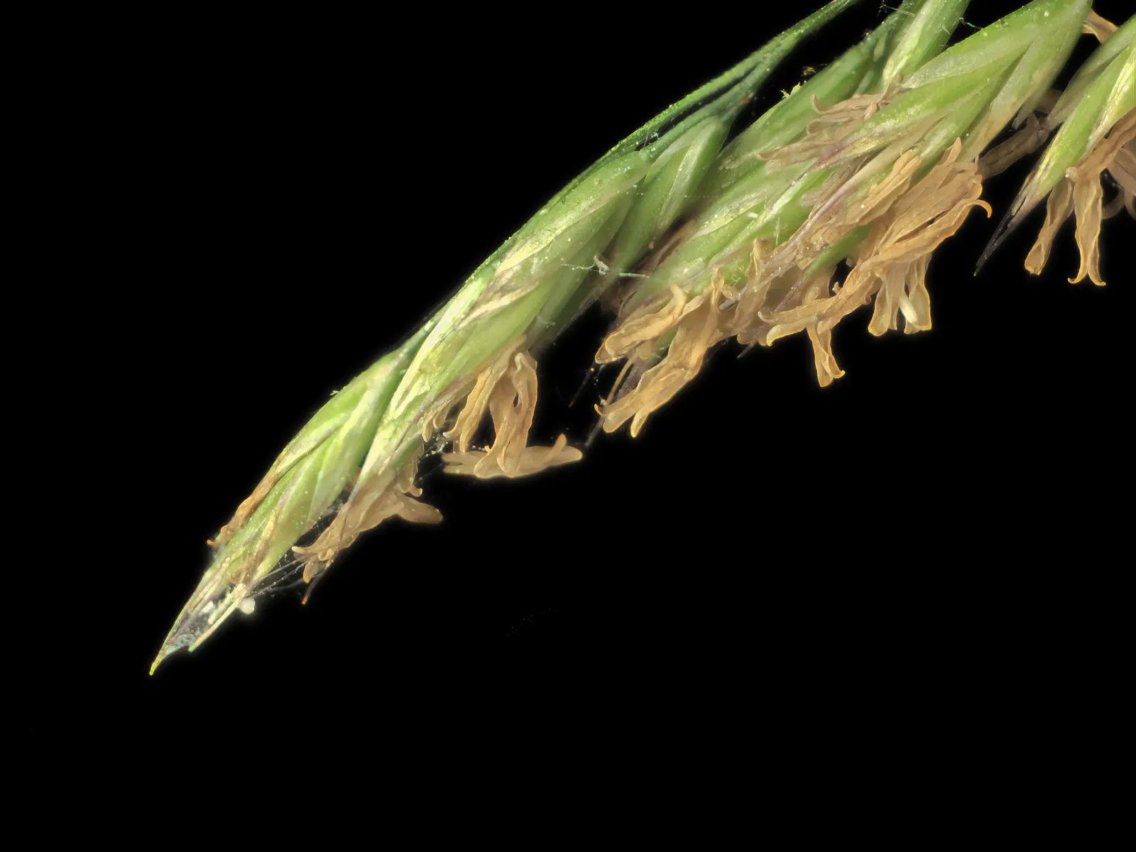 California Fescue (Festuca Californica) — Features blue-green foliage with silvery inflorescences in spring