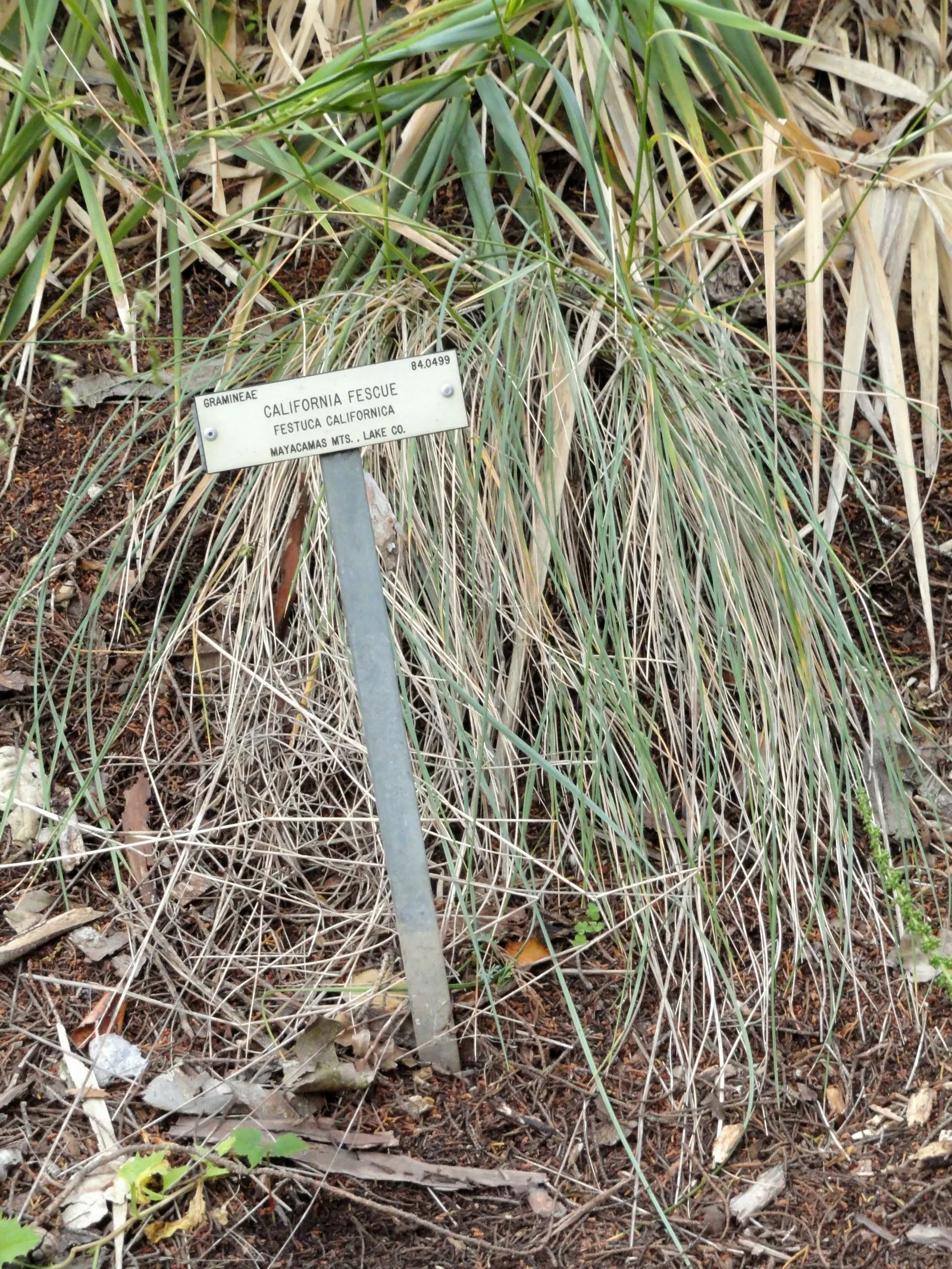 California Fescue (Festuca Californica) — Ideal for texture contrast in native gardens and erosion control on slopes