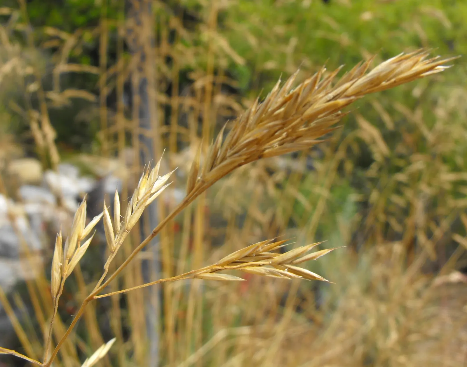 California Fescue (Festuca Californica) — The height and texture also make it a natural choice for borders or as a backdrop for lower-growing plants