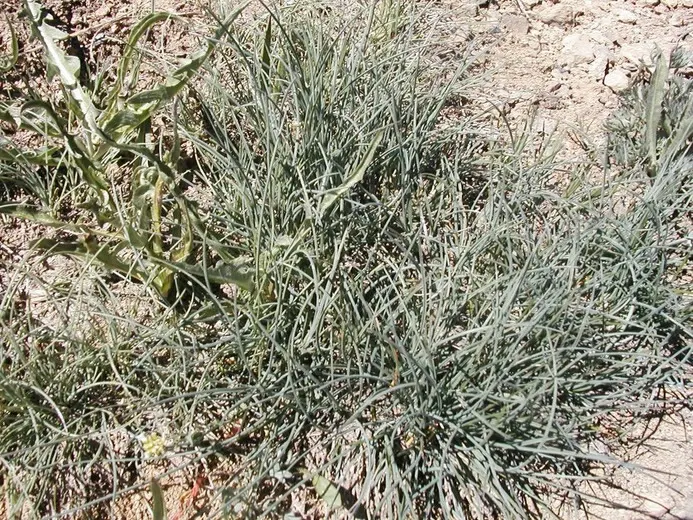 California Fescue (Festuca Californica) — It's characterized by its fine