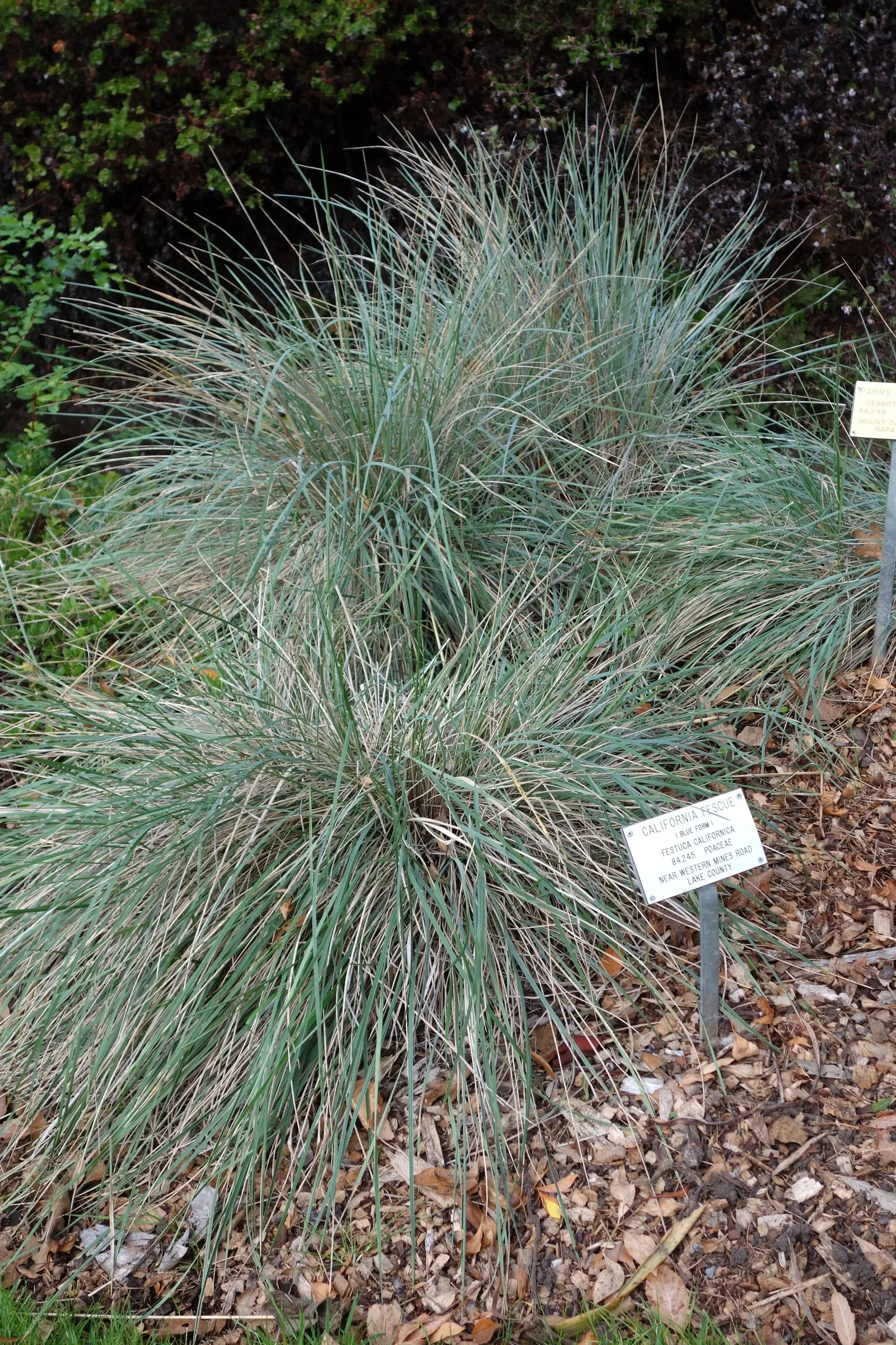 California Fescue (Festuca Californica) — It thrives in full sun to partial shade