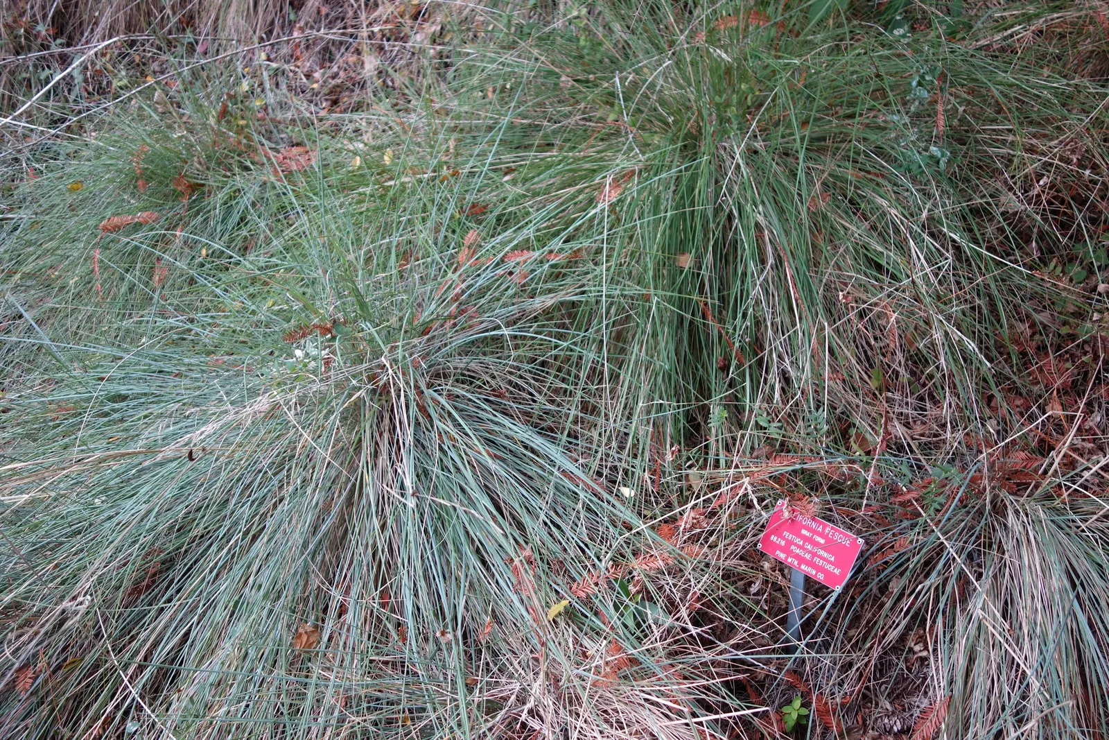 California Fescue (Festuca Californica) — Maintain natural shape by avoiding excessive trimming