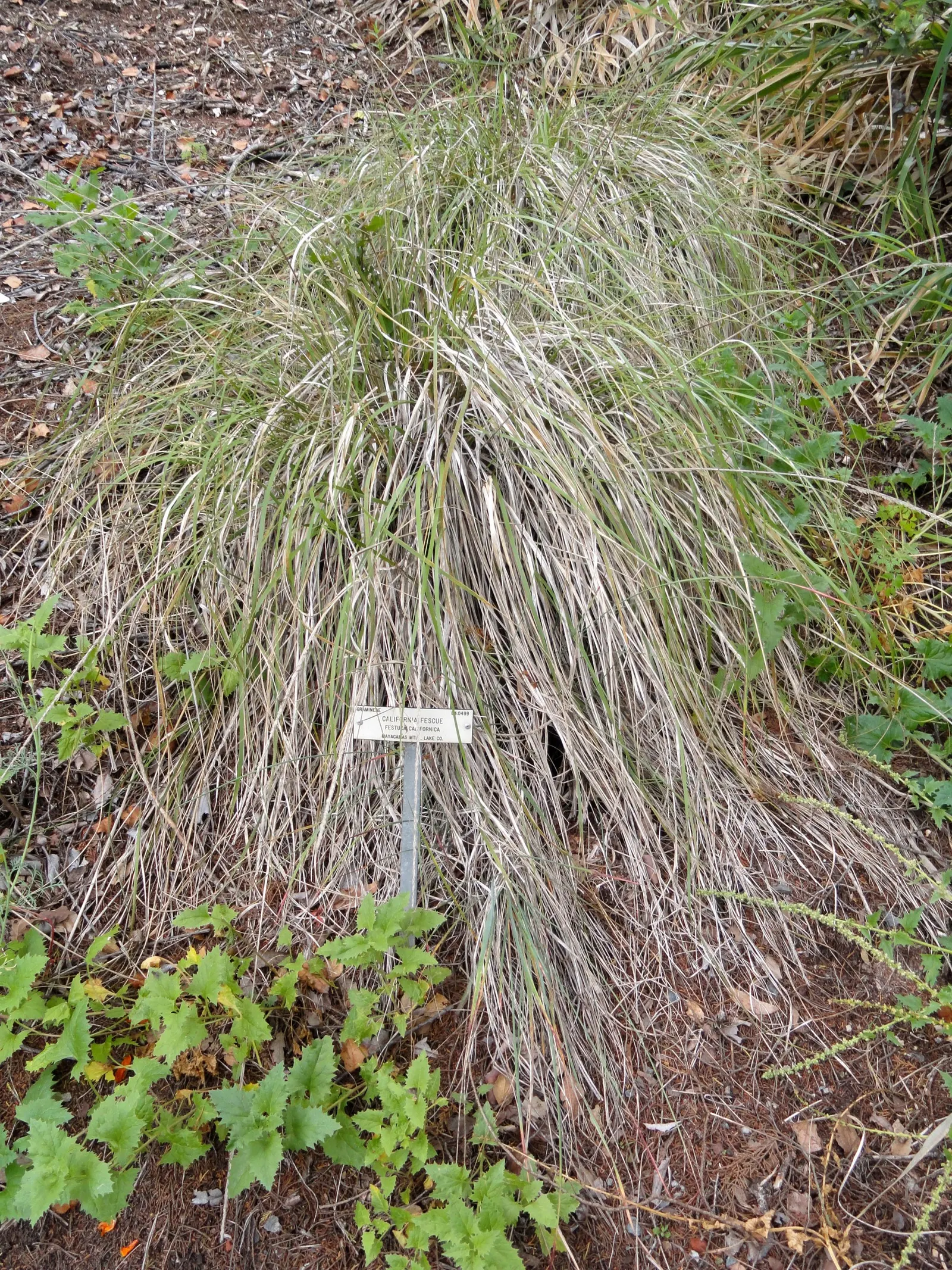 California Fescue (Festuca Californica) — It reaches 1-2 feet tall and 1-3 feet wide