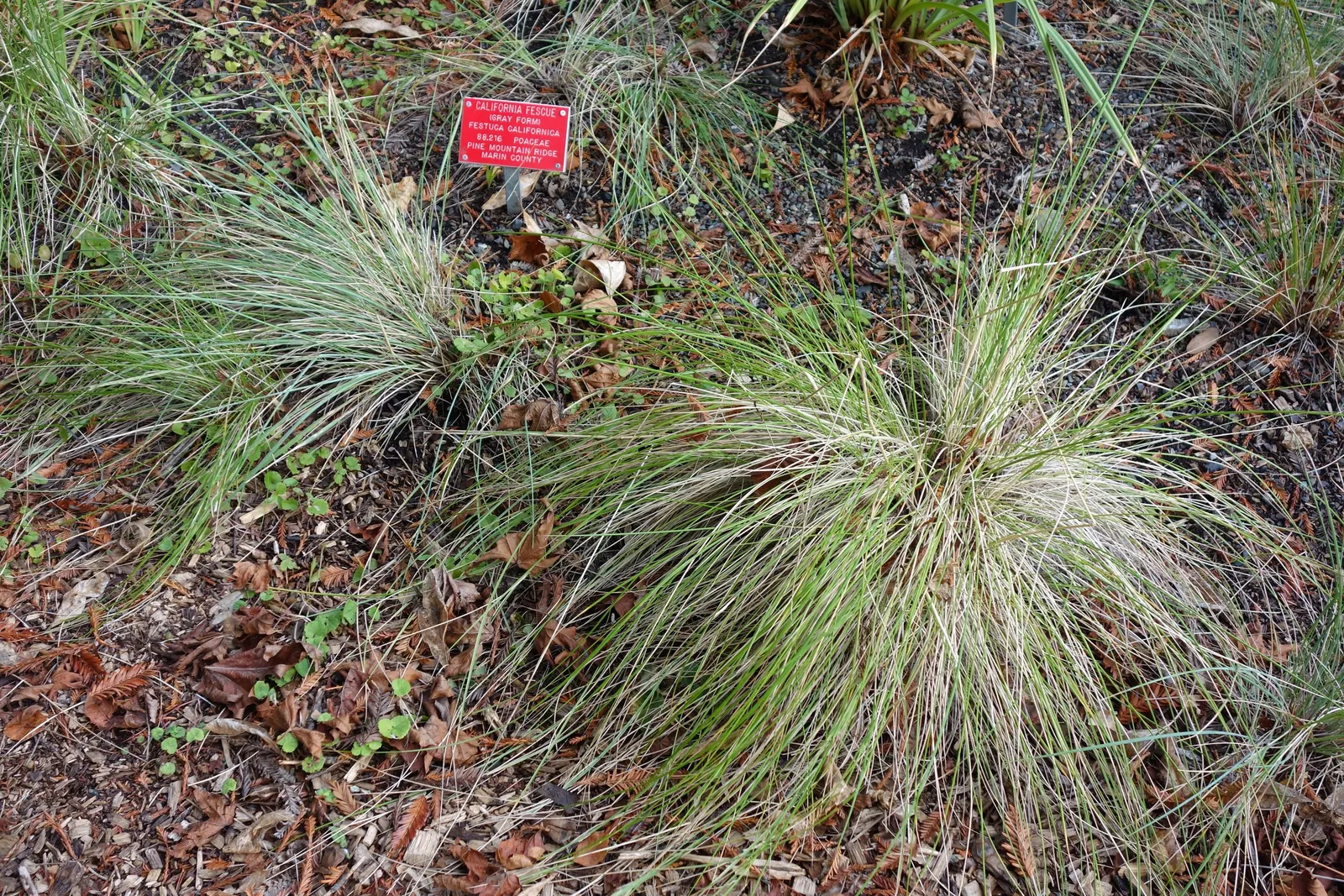 California Fescue (Festuca Californica) — Prefers partial shade, well-drained soils; drought-tolerant once established