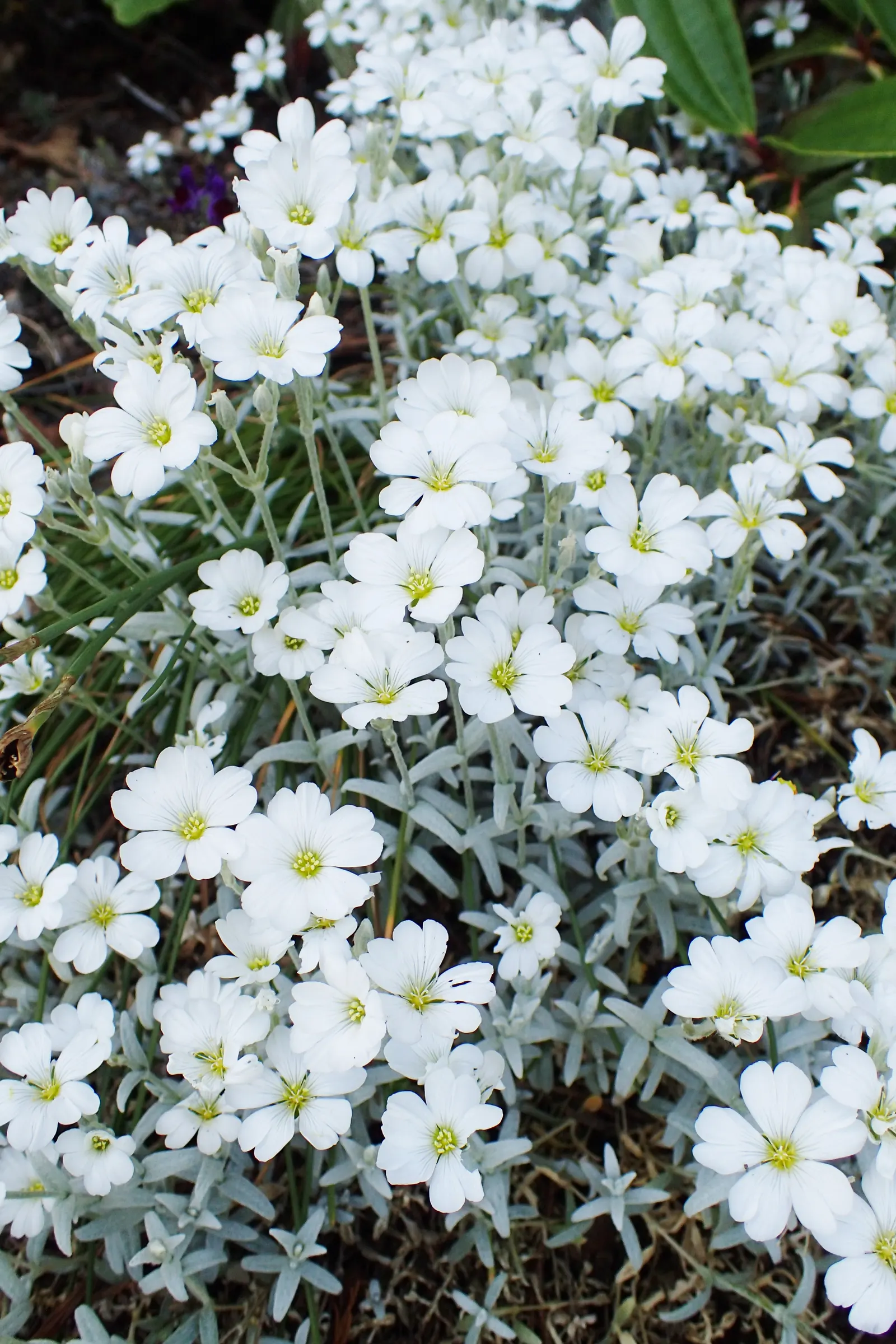 Snow In Summer (Cerastium Tomentosum 'Yo Yo') — Snow in Summer (Cerastium tomentosum 'Yo Yo') features woolly