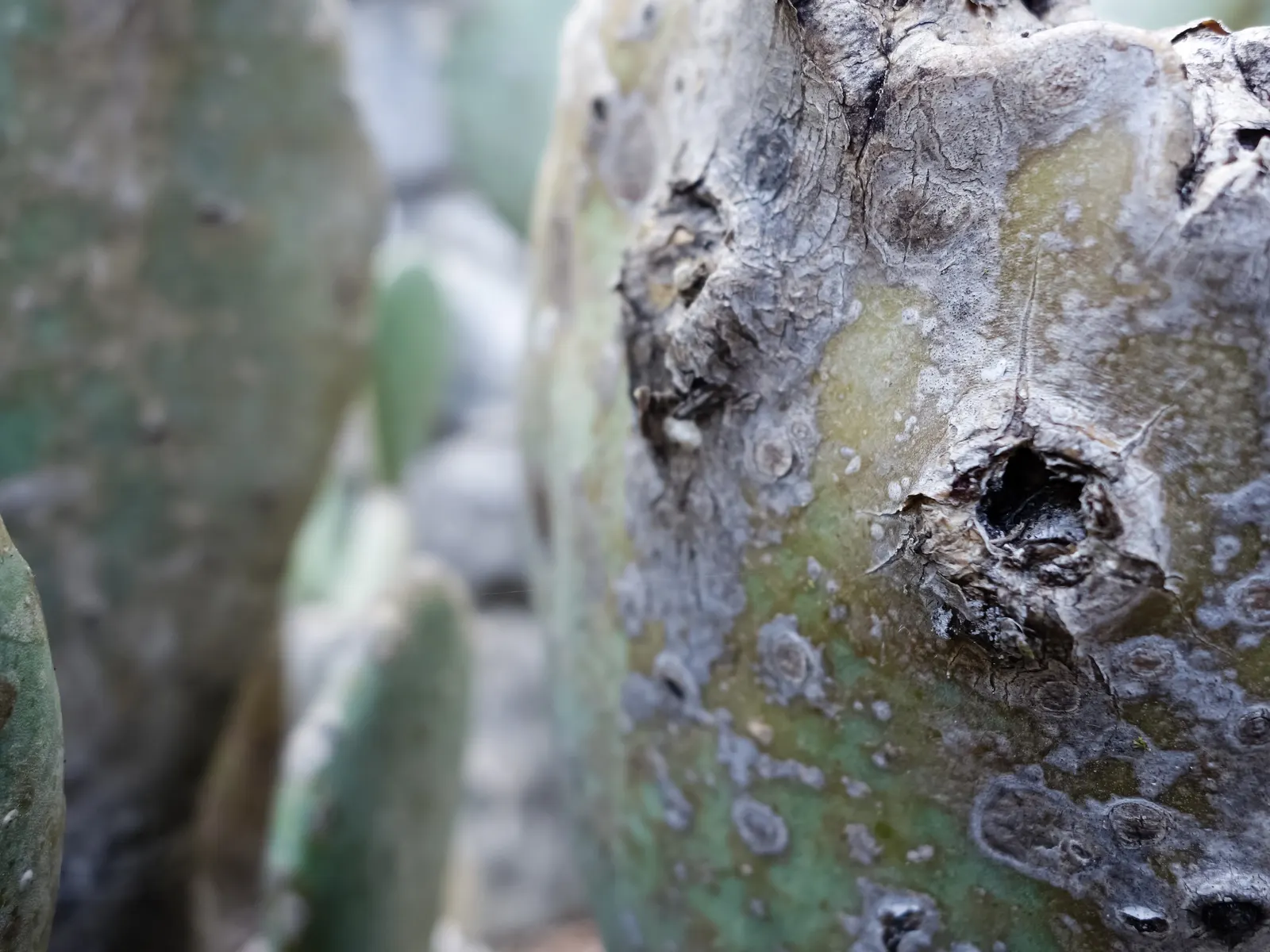 Ellisiana Spineless Prickly Pear (Opuntia Cacanapa 'Ellisiana') — Opuntia cacanapa 'Ellisiana', or Ellisiana Spineless Prickly Pear, is a hardy cactus perfect