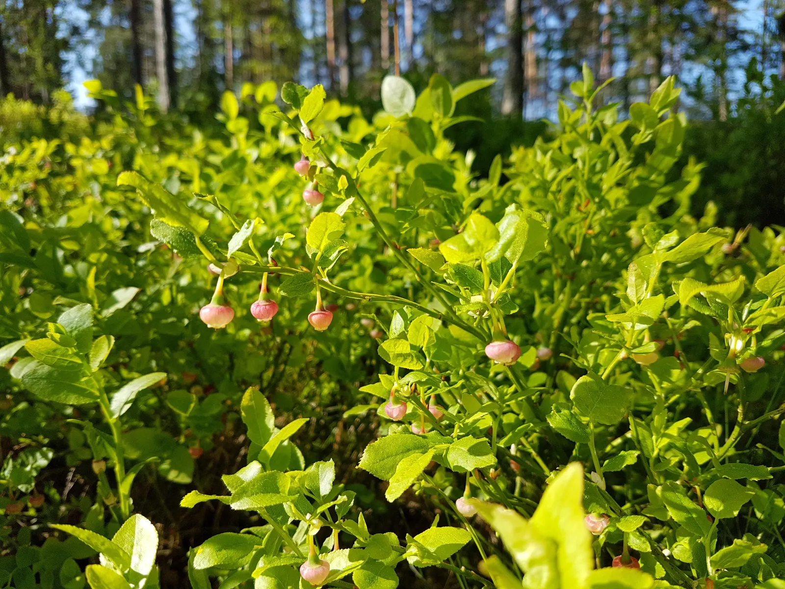 Canadian Serviceberry (Amelanchier Canadensis) — adding to its appeal for both designers and homeowners seeking a low-care; purple-black berries about 1/4 to