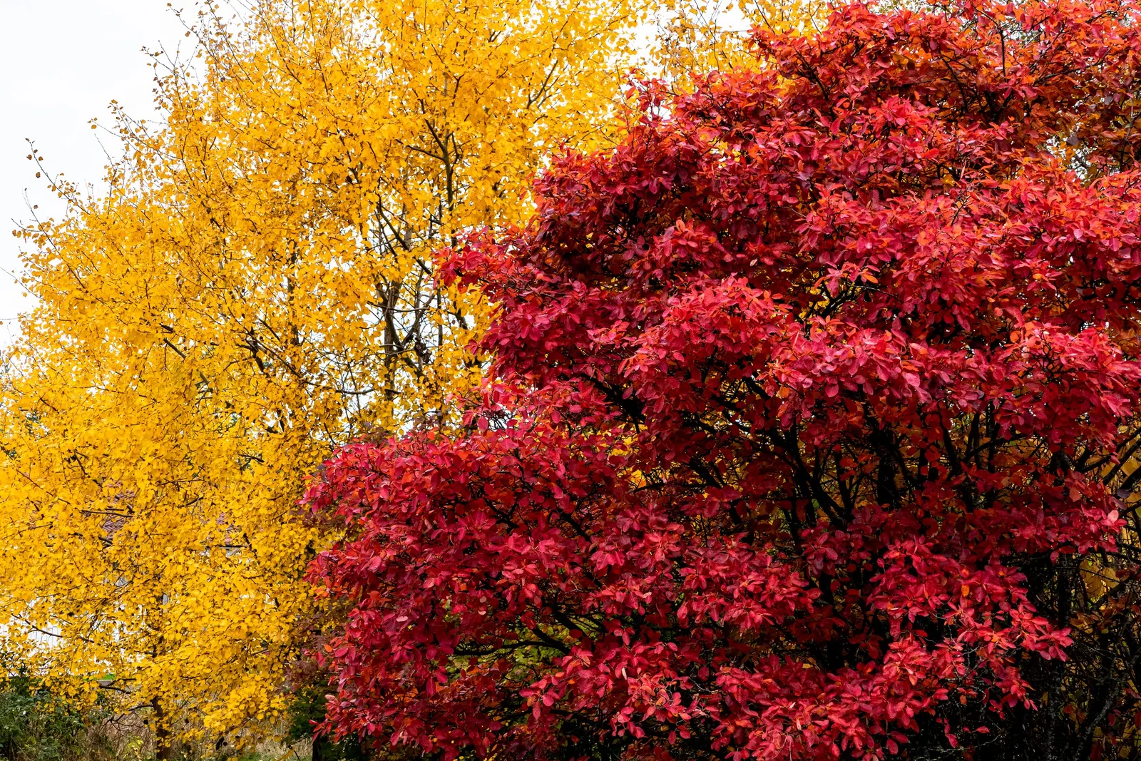 Canadian Serviceberry (Amelanchier Canadensis) — This low-maintenance native adds year-round interest, image 32